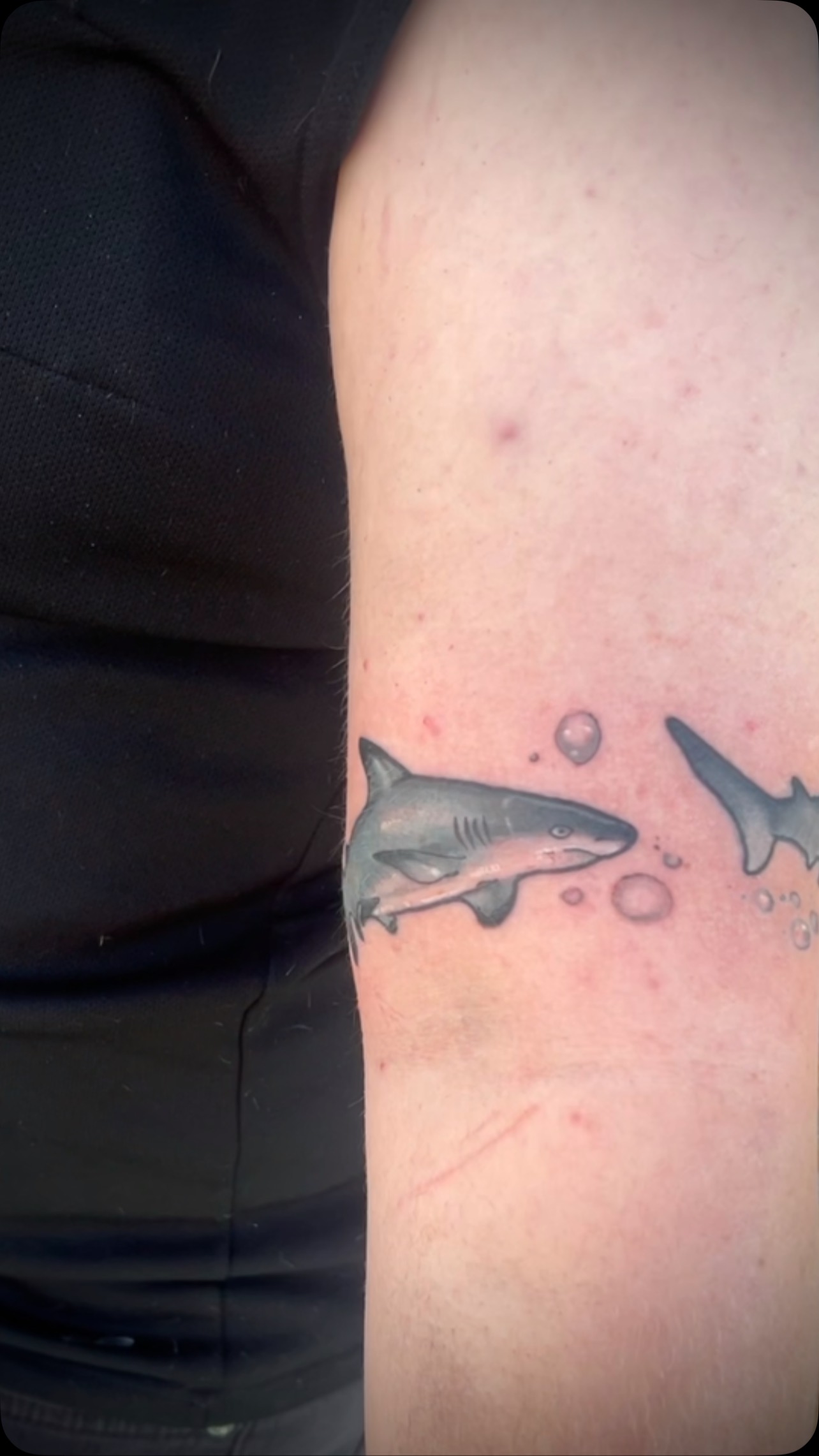 Little swimming shark band! Can you spot the specific species of sharks? 🦈
#shark#sharktattoo #tattoo #girlswhotattoo #kentuckytattooers #neotradtionaltattoo #illustrativetattoo #eternalinks#procreate#bishoprotary#paducahcreativecity#neotrad#neotradtattoo