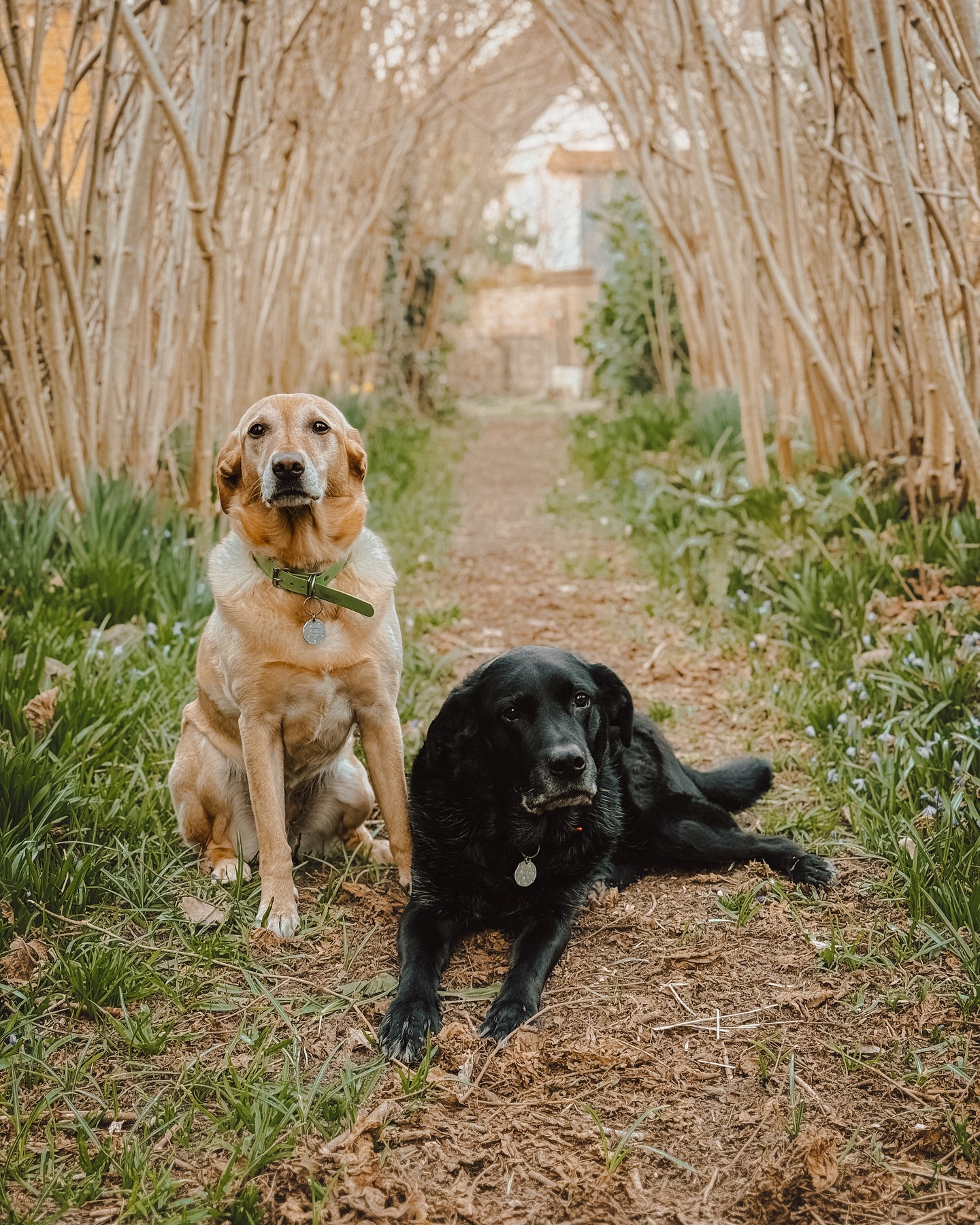 butter wouldn’t melt 🧈.
.
.
.
.
#dog_features #dogsofinstaworld #dogs_of_instagram #dogoftheday #dogsofinstagram #dogstagram #doglover #dog #dogs #doggy #doggo #doge #doggies #doggie #cute #dogwalker #dogwalking #norwichdogwalker #dogwalkernorwich #norwich #norfolk #dogpark #labradorretriever