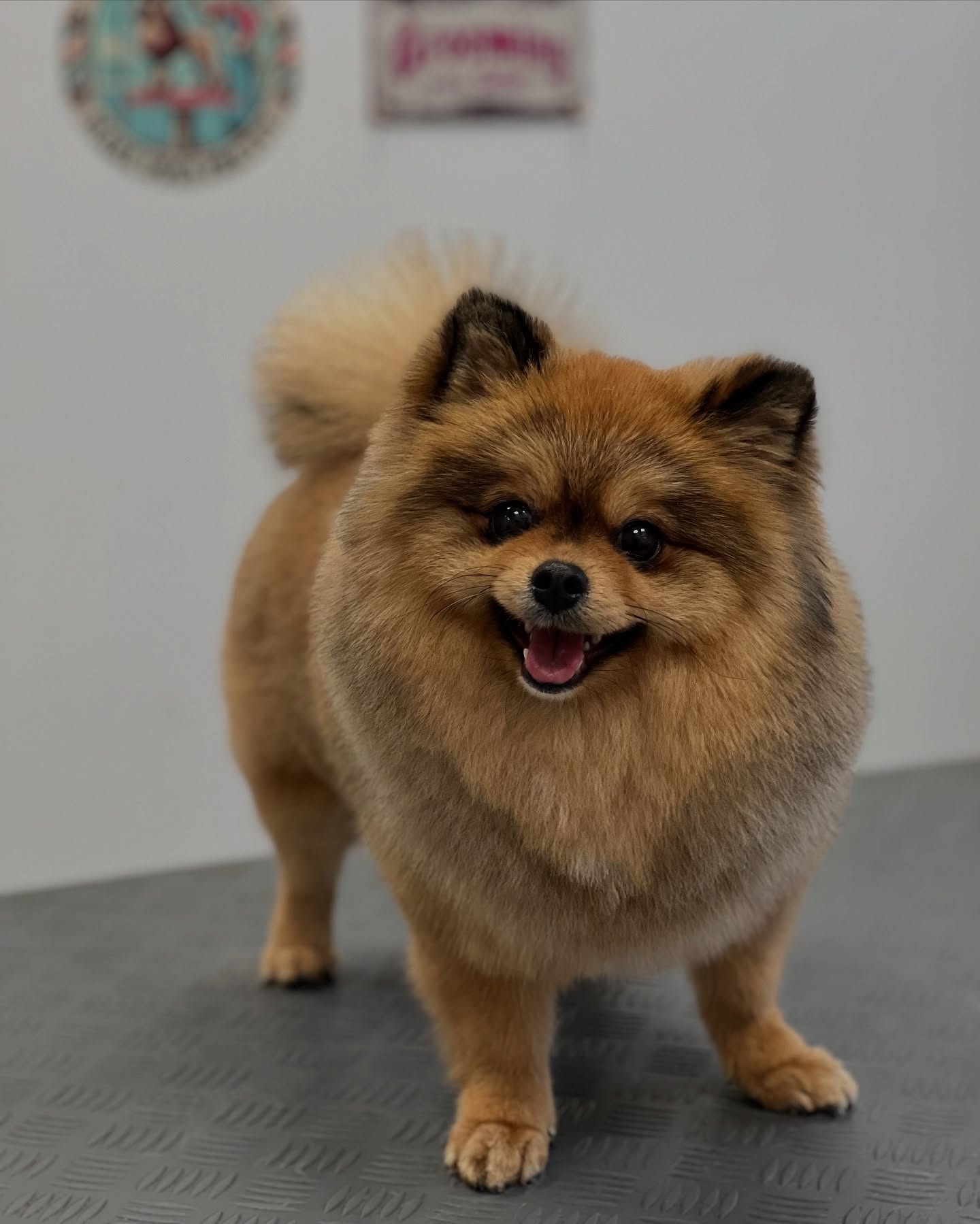 Teddy 🧡
#jelenashundesalon #münchen #feldmoching #hundesalon #hundesalonfeldmoching #bayern #bayernmunich #germany #deutschland #hund #hunde #hundeliebe #hundefotografie #hundepflegen #hundeportrait #dog #dogsofinstagram #dogs #dogoftheday #doglife #pet #petlovers #groomer #grooming #christmas #weihnachtszeit #weihnachten #pomeranian #pomeranians #zwergspitz