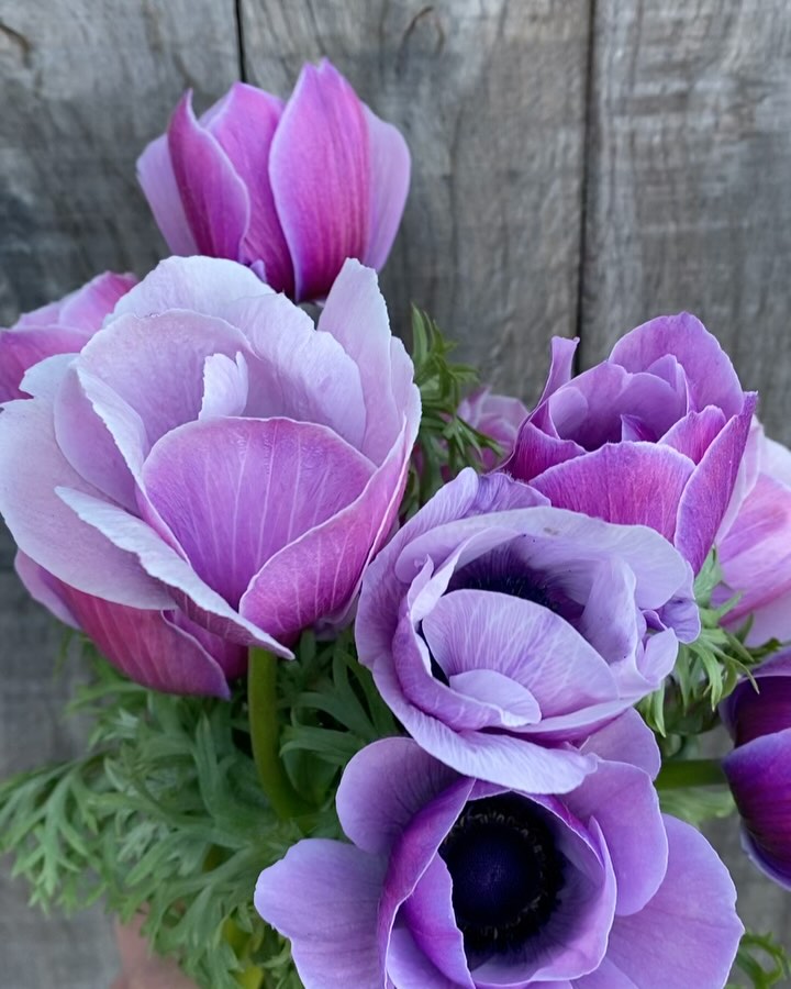The flowers are starting. This is Anemone rarity - lots of lovely lilac-y shades ππ€ π©Ά
Florists, it wonβt be long now before Iβll be sending out my weekly availability list π