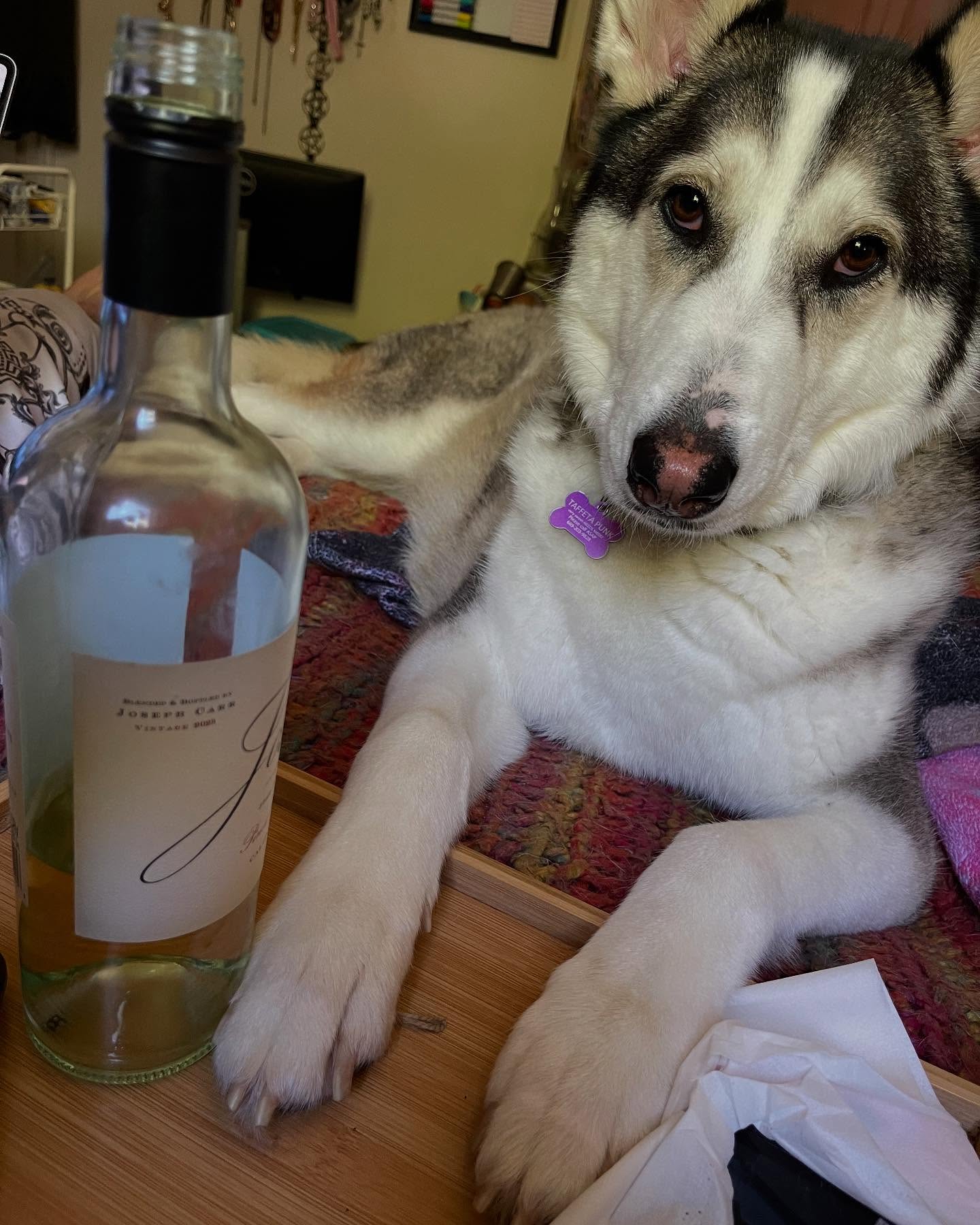 Taff had a hard day while mom had an outpatient procedure. Nothing wine, law and order, and cheez-itz can’t fix!
#wine #dogsofinstagram #dog #huskylife #huskyworld #huskylove #girldinner #cheezits #josh