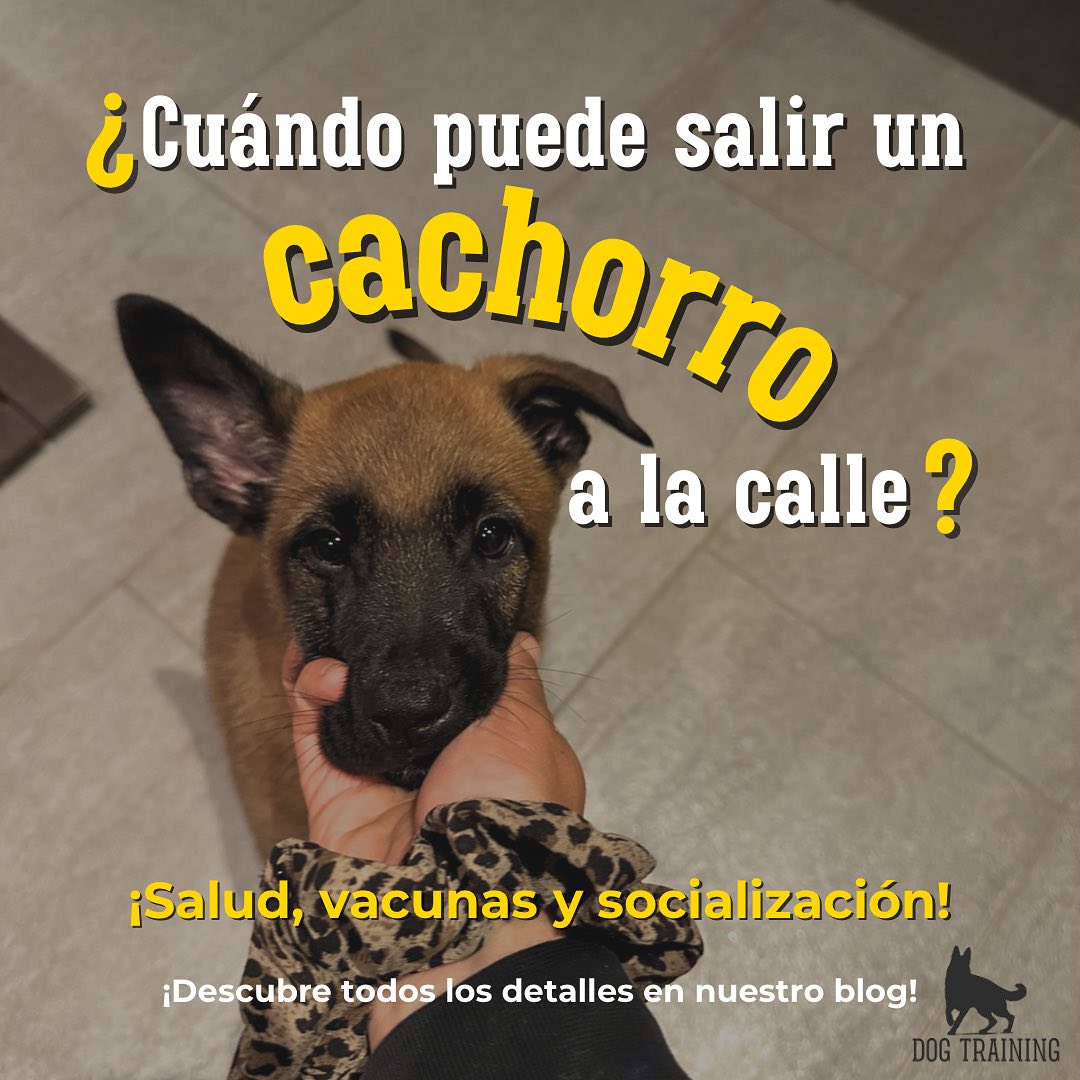 ¿Cuándo puede salir tu cachorro a la calle? ¡Todo lo que necesitas saber! 🐾
Las primeras salidas de un cachorro son clave para su desarrollo, pero… ¿cuándo es seguro sacarlo? 🤔💉
En nuestro blog te contamos todo sobre el calendario de vacunas, los riesgos a evitar y cómo empezar a socializarlo de forma segura. Porque una buena socialización desde pequeño marcará la diferencia en su comportamiento futuro.✨
📖 Descubre todos los detalles aquí:
🔗 www.thedogtraining.es
💬 Cuéntanos, ¿cuándo empezaste a sacar a tu cachorro? ¿Cómo fueron sus primeras experiencias fuera de casa? ¡Te leemos en comentarios! 👇🐕
❤️ Guarda este post para cuando lo necesites y compártelo con quien tenga un cachorro en casa.
#cachorroencasa #socializacioncanina #vacunasperro #educacioncanina #DogTraining #puppytraining #perrosfelices