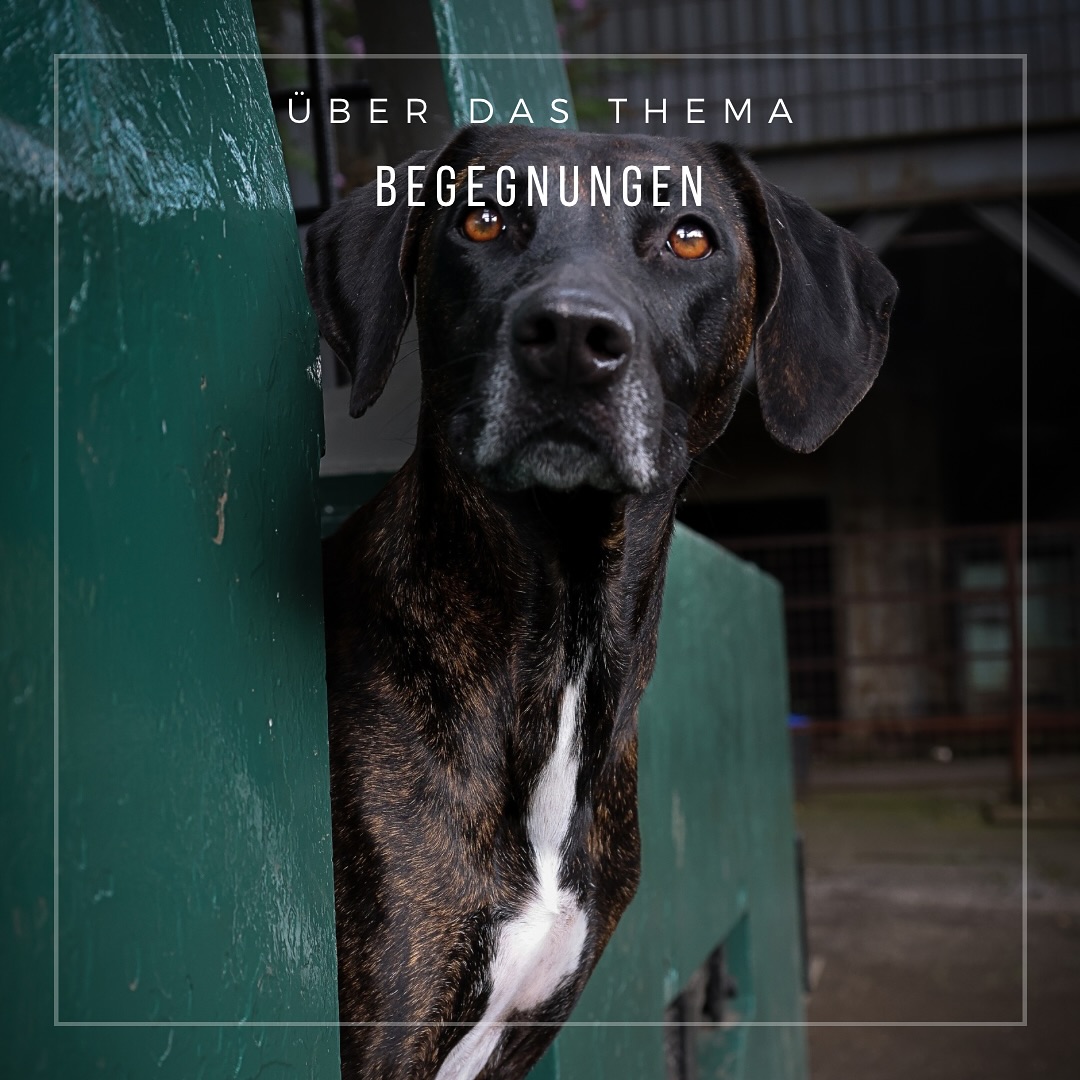 Hundebegegnungen sind ja oft so eine Sache…
Des einen Freud, des anderen Leid.
Rücksichtslosigkeit von anderen Hundebesitzern ist bei fast jedem unserer Spaziergang an der Tagesordnung.
•
Ganz besonders blöd wird es, wenn der eigene Hund mit der Zeit keine Lust mehr auf Rücksichtslosigkeit hat und beginnt in Begegnungen reaktiv zu werden.
Dabei spielt es keine Rolle, ob mein Hund pöbelt, weil er andere Hunde mit der Zeit doof findet oder, ob er rumhampelt, weil er erwartungsvoll ist und unbedingt zum anderen Hund hin möchte.
Ich kann euch sagen: mit der Zeit ist beides gleich nervig.
•
Unser Begegnungskurs geht wegen hoher Nachfrage parallel zum bereits laufenden Kurs in eine weitere Runde.
Wir starten am Mittwoch, den 02.04.2025 um 19 Uhr und widmen uns 8 Wochen lang intensiv u.a. diesen Themen:
•Körpersprache und Kommunikation lesen & verstehen lernen
•wie verhalte ich mich am besten individuell für meinen Hund in Hundebegegnungen?
•welche Motivation hat mein Hund bei anderen Hunden?Welche Kontakte und Interaktionen sind sinnvoll?
•wie komme ich in Zukunft vernünftig und entspannt an anderen Hunden vorbei?
•Hundebegegnungen im Freilauf
•
Bei Interesse an Unserem Begegnungskurs dürft ihr euch gerne bei uns melden!
Wir beantworten gerne eure Fragen🫶🏼
•
•
#dogtraining #dogtrainingtips #dogtrainer #hundetrainer #hundetraining #hundeerziehung #catahoula #ridgeback #ridgebackinstagram #dog #dogs #hund #hundeleben #hundeliebe