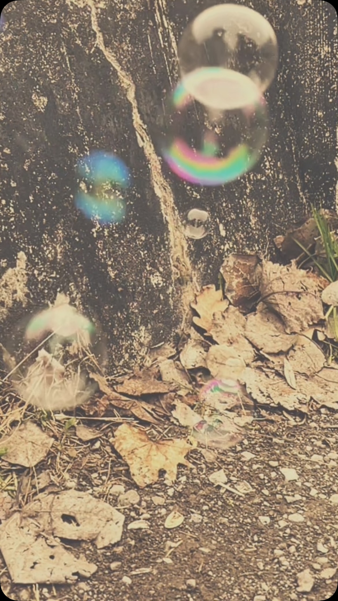 Teilt unseren Song „The Promise“ mit euren
🤍LIEBLINGSMENSCHEN🤍
und lass sie wissen, wieviel sie euch bedeuten
▶️ auf allen download und streaming Plattformen
#lifeisgoodwithrosewood #swissmusic #musicfromswitzerland #americana #countrymusic #thepromise