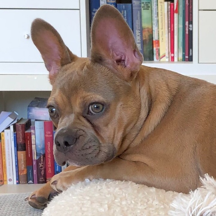 Infinity 🥹❤️
#Nachzucht in blue red fawn 😍
#AlphaBully #sportlichebulldogge #französischebulldoggen #bulldoggswithnoses #bullymitnase #healthyfrenchie #frenchiesofinstagram #sportlichefrenchies #nasenbär #retrofrenchie #französischebulldogge #französischebulldoggedeutschland #französischebulldoggeschweiz #bullysmitnase #frenchiebreeder #bulldoggezüchter