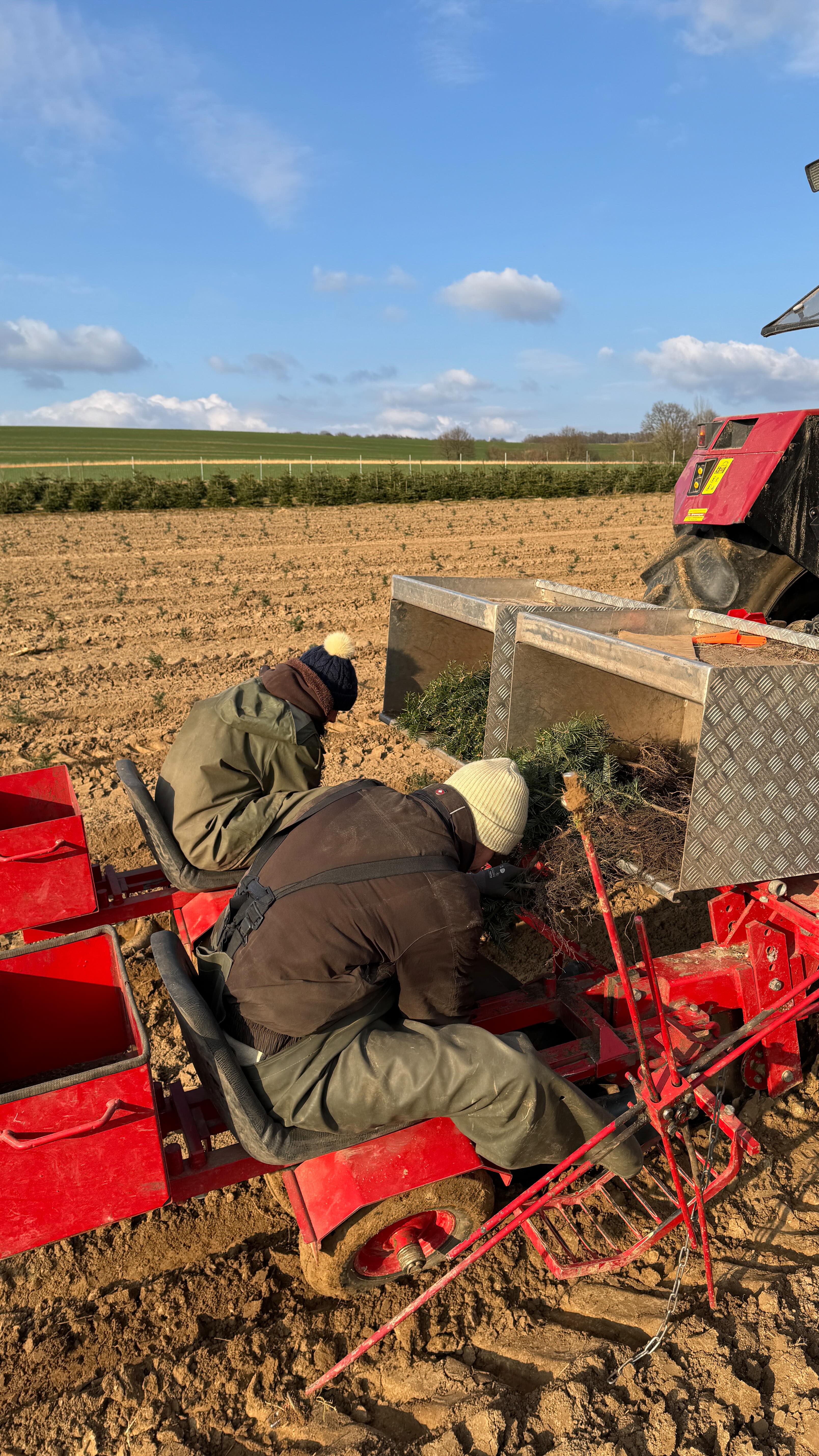 Weihnachtsbäume 2035 – frisch gepflanzt! 🎄☀️
Bei bestem Wetter haben wir die ersten Schritte für eure zukünftigen Weihnachtsbäume gemacht. Diese kleinen Setzlinge brauchen jetzt viel Pflege, Zeit und Hingabe, damit sie in rund 10 Jahren als prächtige Bäume in eure Wohnzimmer einziehen können. 🌱🎄
Bis dahin heißt es: wachsen, gedeihen und die Natur genießen! 💚 #hoftobergte #Weihnachtsbaum #Baumpflanzung #Nachhaltig #weihnachten #FrischeLuft #NaturPur