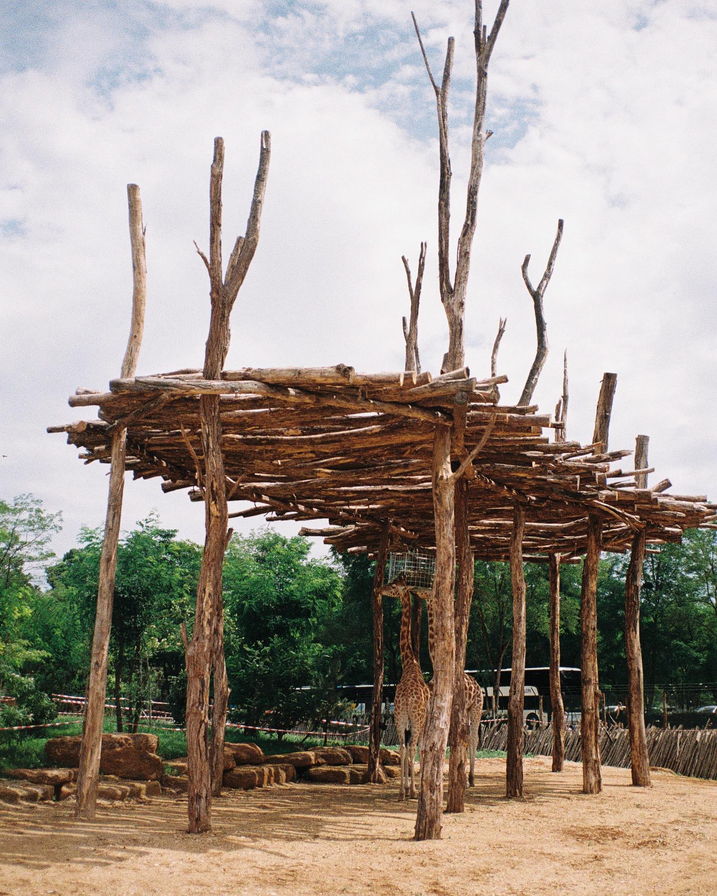 Crochet par le @zoodelafleche sur la route des vacances … 🦒 🦒
#kodak #onfilm #madewithkodak #35mm #gold200 #weddingphotographer #photographemariagelyon #weddingplannerlyon #photographemariageroanne #weddingplannerroanne #girafe #viesauvage #backlight #tree #sun #soleil #wildlife #safari