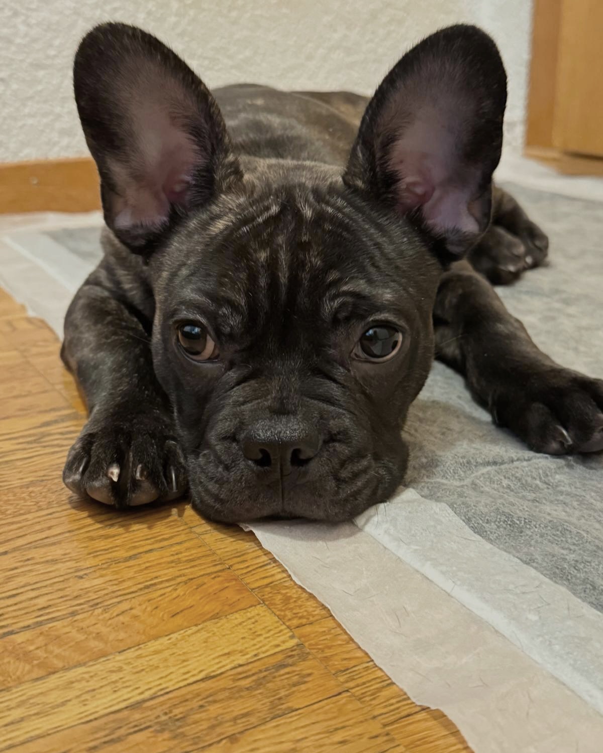 Indigo 🥰❤️
Wunderschöne #Nachzucht in der Farbe black brindle. 😍🖤
#AlphaBully #sportlichebulldogge #französischebulldoggen #bulldoggswithnoses #bullymitnase #healthyfrenchie #frenchiesofinstagram #sportlichefrenchies #nasenbär #retrofrenchie #französischebulldogge #französischebulldoggedeutschland #französischebulldoggeschweiz #bullysmitnase #frenchiebreeder #bulldoggezüchter