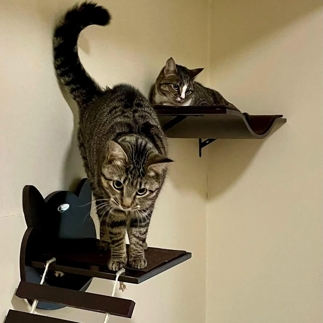Our cat guests love climbing and playing! 😸
#catshelves #catlovers #cathotel #tabbycatsrule #catboarding