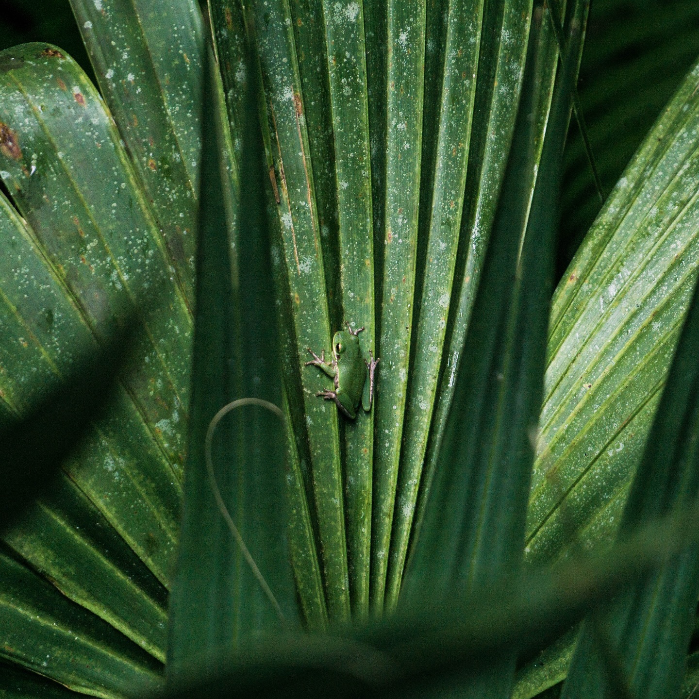Unser nächstes Reiseziel ist Costa Rica ✈️🇨🇷🦥
Die meisten von euch haben genau richtig geraten, und für uns geht es zum ersten Mal in eine tropische Klimazone. 🏝️
Unsere Reisen nach Florida kommen den Tropen am nächsten, aber richtigen Regenwald gibt es dort ja nicht. Wir sind also sehr gespannt auf die Flora und Fauna dort und wir hoffen ganz viele Papageien, Affen, Faultiere und zu sehen. 🐒🦜😍 Nur die Achtbeinigen Tierchen kann ich, Anna, verzichten 🫠😂
Die einzige Sorge die wir haben ist, das wir auf das Klima und die Luftfeuchtigkeit nicht klar kommen werden (wir reisen nicht ohne Grund am liebsten in die Berge oder Wüste), aber wir sind zuversichtlich, dass das schon klappen wird. 😂
Wir werden 3 Wochen unterwegs sein und beide Küsten bereisen, Pazifik und Karibik. Besonders gespannt sind wir aber auch auf das Inland mit seinen Vulkanen und türkisblauen Flüssen. 🌋
War jemand von euch schon in Costa Rica? Wenn ihr schon mal dort wart, müsst ihr uns unbedingt eure Highlights verraten und was wir auf keinen Fall verpassen sollten!
#costaricatravel #regenwald #roadtrip #wildlifelovers #mittelamerika #reisetipps