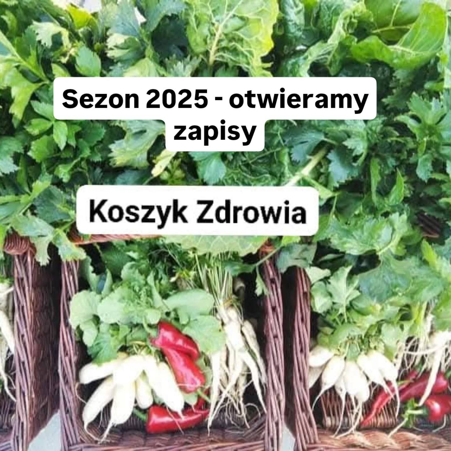 Kochani,
Otwieramy listę🌿 Sezon 2025 w abonamencie " Koszyk- Zdrowia"
Zatem, jeśli:
🌱kochasz bio-warzywa i kuchnię sezonową,
🌱dbasz o pochodzenie i jakość jedzenia na Twoim stole,
🌱doceniasz lokalne uprawy i lubisz wiedzieć, kto dla Ciebie dba o eko-uprawy od nasion po zbiory, ten projekt jest dla CIEBIE 💚
Dołącz do naszej społeczności i odbieraj co tydzień swój "Koszyk-Zdrowia" pełen warzyw, ziół i warzywnych przetworów.
Jedz z nami zdrowo i sezonowo od maja do listopada, a z obfitości plonów przygotuj zapasy na zimę.
W ramach abonamentu "Koszyk-Zdrowia" dzielimy się z naszymi Klientami urodzajem z naszych ogrodów, abyście zimą też mogli korzystać z naszych dobroci.
Nie wysyłasz zamówień, nie planujesz zakupów, nie szukasz nowych przepisów na warzywne dania, -bierzemy to na siebie🤗
Po więcej informacji na temat projektu
"Koszyk-Zdrowia" zapraszamy na:
www.eko-zakatek.com.pl
lub pod nr telefonu: 696523420