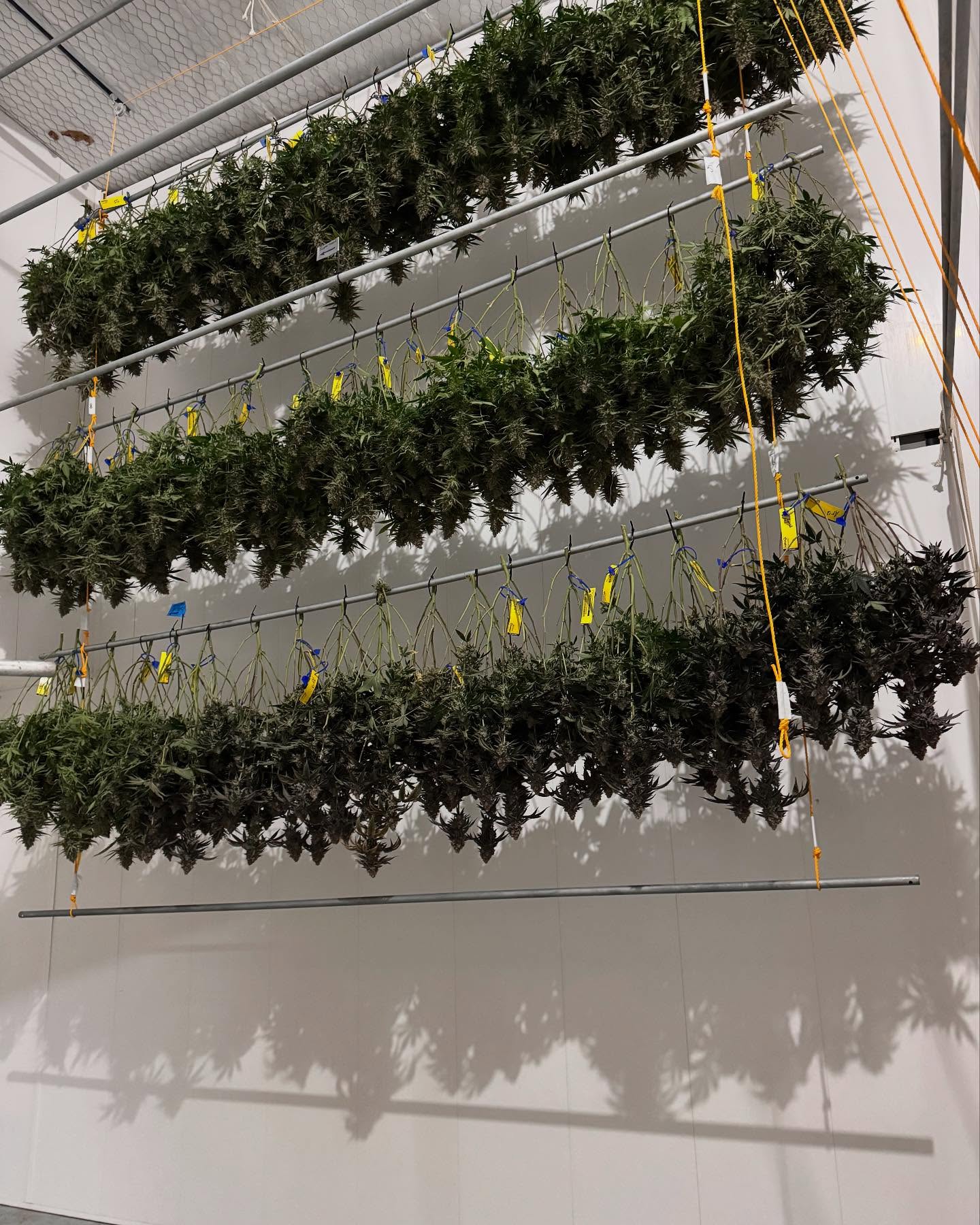 Still growin reefer over here 🫡