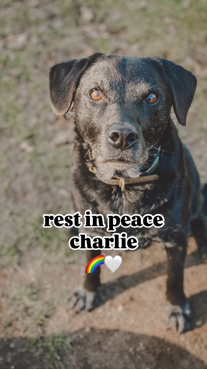 Sometimes it’s really hard to put into words what kind of impact these dogs have on our lives but it’s easily captured in videos and the memories that are within us.
Charlie was part of our pack for many years. He came with his do’s and dont’s, one being puppies! Well we soon made him realise puppies weren’t so bad after all (or just a little bit more tolerable than he once felt) 😉.
Charlie really moulded well into the gang and became a staple, well rounded dog. The type of dog I like to call a ‘filler dog’ the type of dog who was no bother, got along with everyone, didn’t give me a headache or make me wear their name out. Just an easy dog that as us dog walkers needed in the pack to make our lives a little more sane.
Although we only saw Charlie in his later years in life, that doesn’t change the huge hole left in my heart where Charlie was.
I hope you’re up there nibble on peoples hands thinking there might just be a treat in it 🤍🌈.
.
.
.
#dog_features #dogsofinstaworld #dogs_of_instagram #dogoftheday #dogsofinstagram #dogstagram #doglover #dog #dogs #doggy #doggo #doge #doggies #doggie #cute #dogwalker #dogwalking #norwichdogwalker #dogwalkernorwich #norwich #norfolk #dogpark
