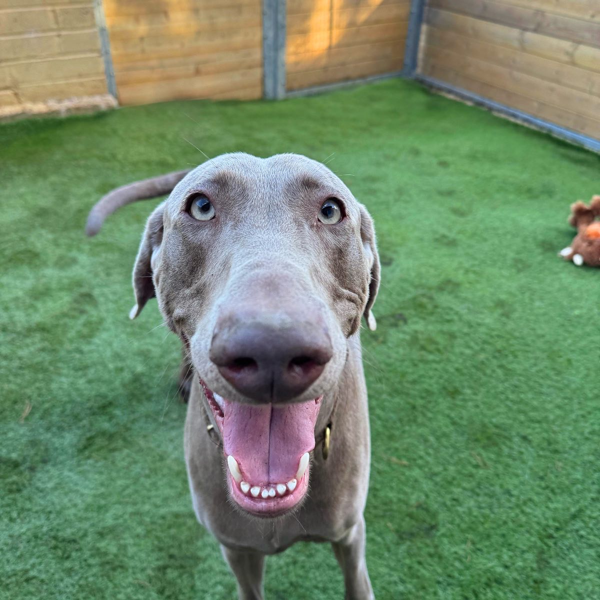 More of our fabulous guests! 🐶🐾
#dogsonholiday #dogboarding #yorkshiredogs #doglovers #dogboardingbusiness #dogboarding🏡
