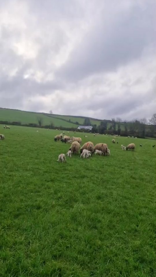 Friday morning... 2 weeks into lambing
