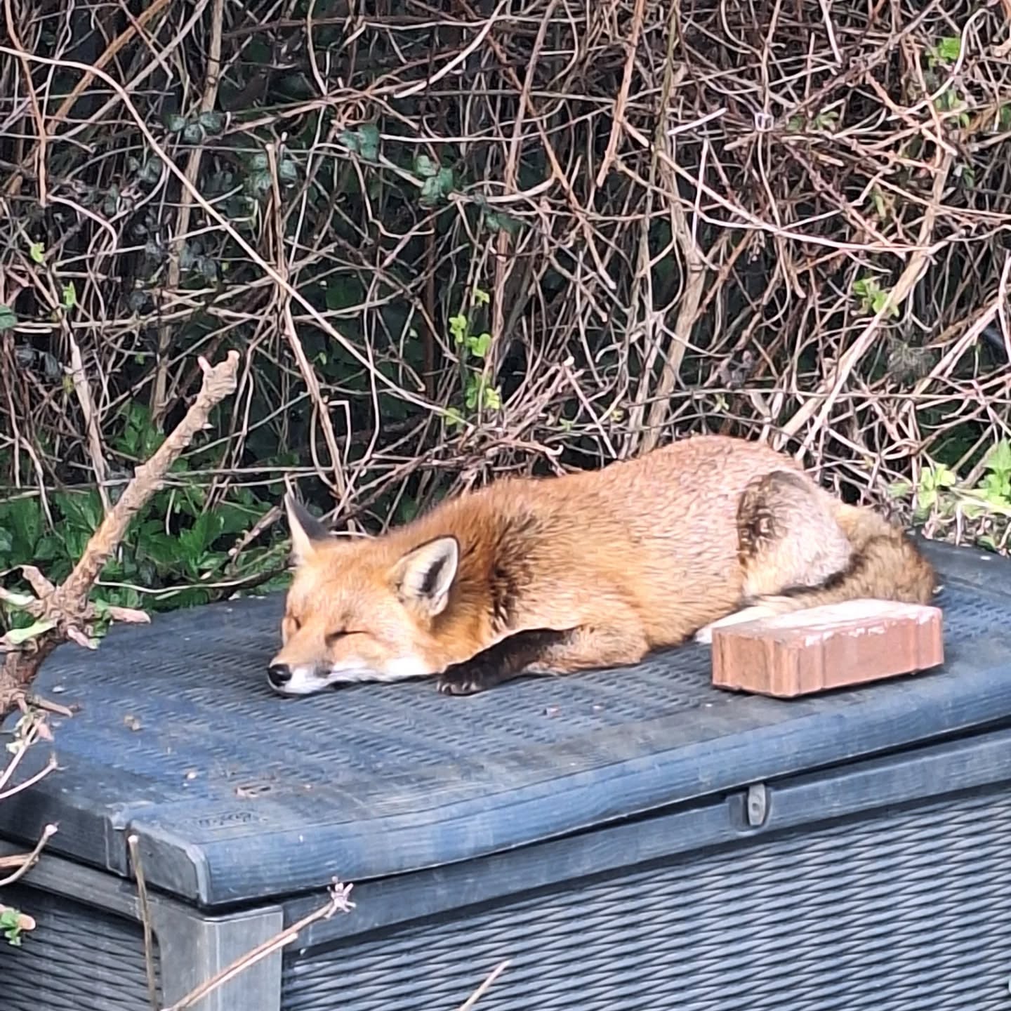 Big fox love this week.
We have 2 foxes who often appear on the field. I think they are juvenile siblings from last year.
One is bolder than the other and comes up to the forest school area. This week she got really close - couldn't resist the lovely warm box to snooze on.
I love getting to know the other beings around us.
The trees are like kin. I am willing them skywards. It delights me when they are big enough for a bird perch.
#natureconnection #urbanfox #morethanhumanworld