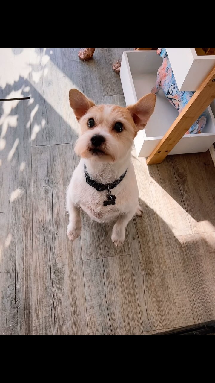 Little bouncy Rupee after her groom 🥰
.
.
.
#woofmans #woofmansdoggrooming #brightondogs #brightondoggroomers #doggrooming #brightondogsofinstagram #brighton #cute #doggroomers #terrier #handstrip
