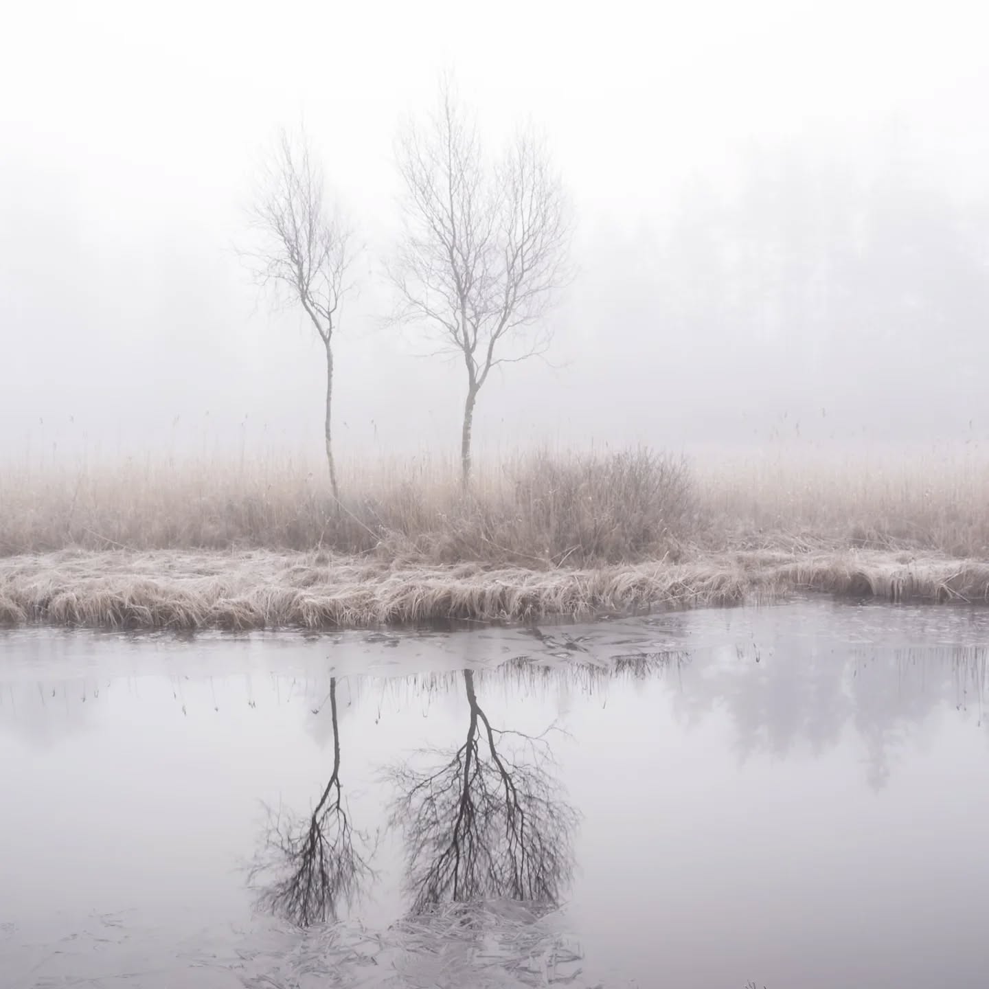 Foggy morning.
#innature
#innaturephotos
#foggymorning
#foggy