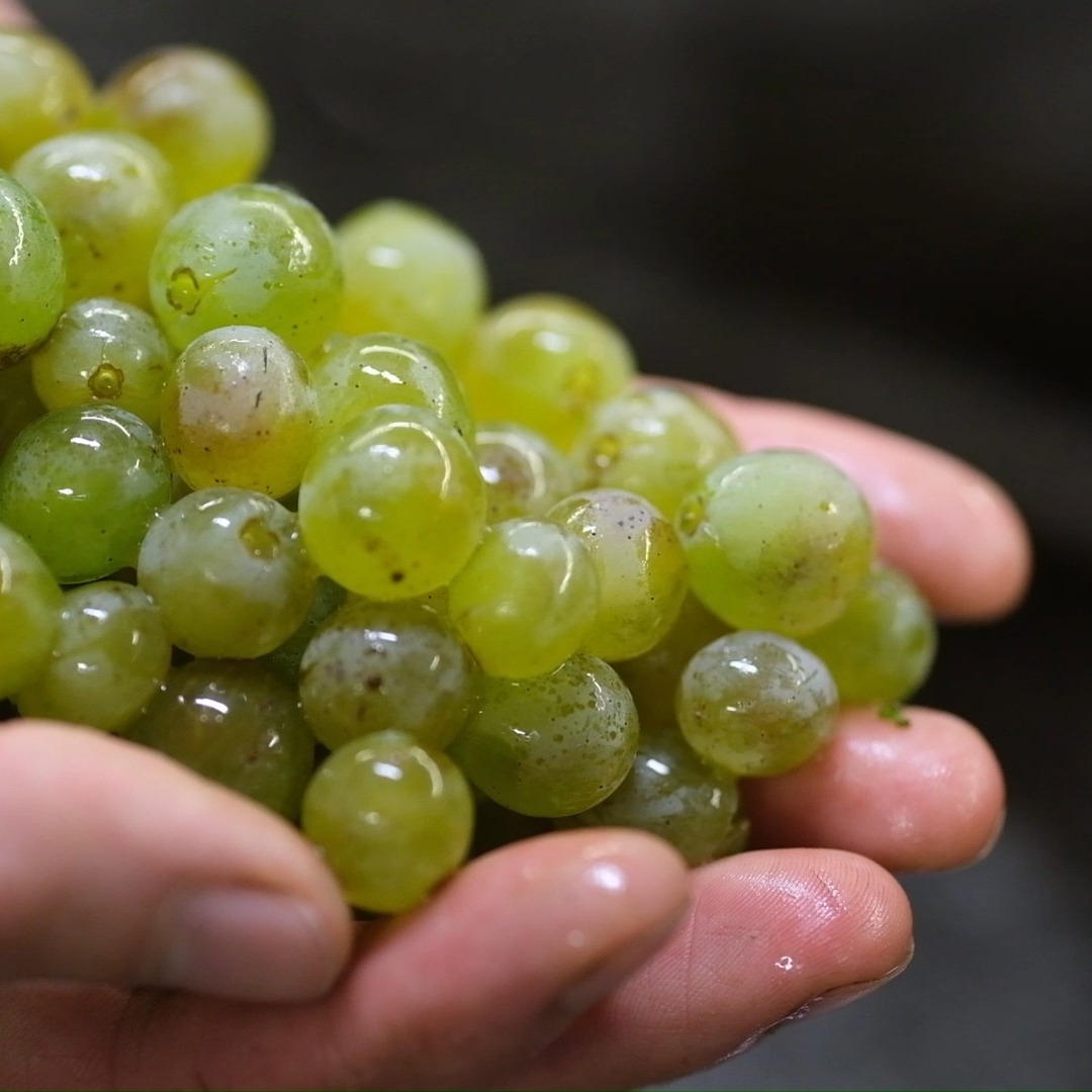 Eine kleine Zeitreise zurück in den Herbst 2023 🍁
Im Oktober 2023 haben wir zum Ende unserer Weinlese noch einmal den Weg in die Weingärten gesucht, von den verbliebenen Trauben die reifsten gelb-grünen Beeren Grüner Veltliner gezupft und in Kübeln in unsere Presshäuser gebracht.
Während der Gärung haben wir über 1.000 einzelne Beeren zugesetzt. Steigender Alkohol und Temperaturen laugten Würze und breitere Aromakomponenten aus den Schalen aus und boten der Hefe auch Oberfläche um sich anzusetzen.
Nach vollendeter Gärung schöpften wir die Beeren ab und brachten den Wein mit der Feinhefe in ein gebrauchtes Weißwein-Barrique.
Nach acht Monaten war die Zeit für die Abfüllung unserer Grüner Veltliner Reserve reif und wir können das erste Mal einen Wein präsentieren, der sich in seiner Fülle, Komplexität und Aromazusammensetzung besonders ausdrucksstark im Glas präsentiert.
Und abschließend ein Blick in die Zukunft: für das Weinjahr 2025 steht diese Art Wein definitiv wieder auf dem Programm und darf 2026/27 dann in die Gläser kommen.
#maischemalanders #pfeffrigwürzig #zitrusundvanille #reserve #gruenerveltlinerandersdenken #gutdingbrauchtweile #organic #weingaertnereiwachter