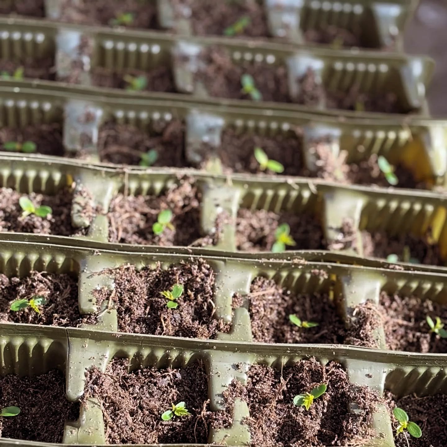 Bright mornings, fresh soil, and a future full of trees! ☀️🌱 Spent the morning sowing seeds for our community tree nursery—one step closer to a greener tomorrow.
#PlantingHope #GrowTogether #CommunityRoots