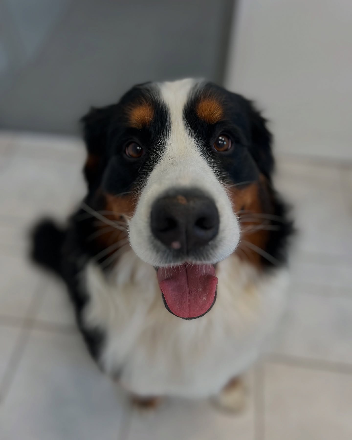 Emma 🧡
#jelenashundesalon #münchen #feldmoching #hundesalon #hundesalonfeldmoching #bayern #bayernmunich #germany #deutschland #hund #hunde #hundeliebe #hundefotografie #hundepflegen #hundeportrait #dog #dogsofinstagram #dogs #dogoftheday #doglife #pet #petlovers #groomer #grooming #bernersennenhund