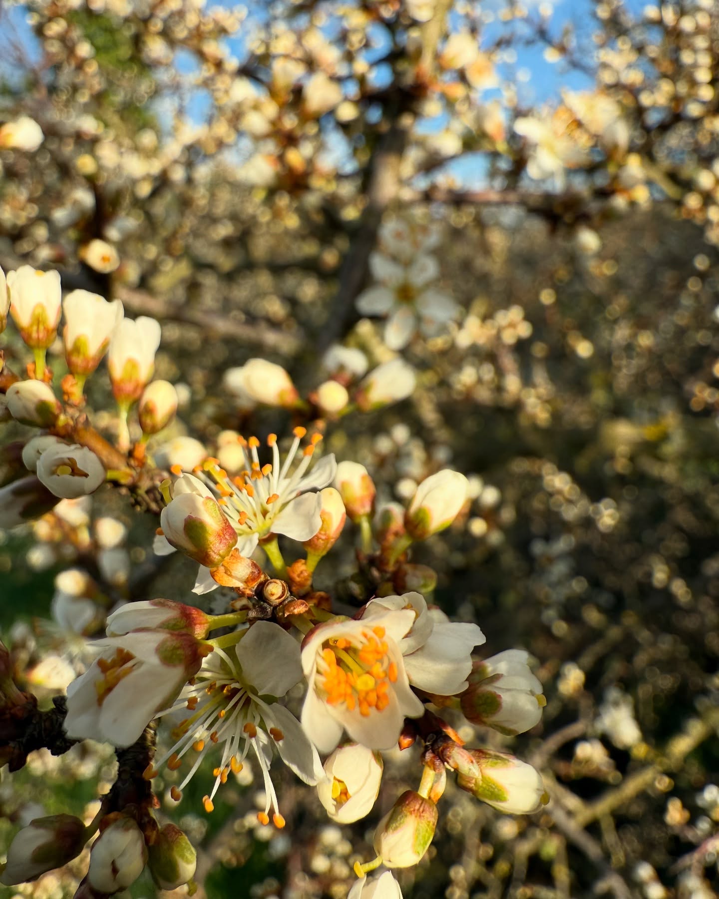 Un peu de printemps avec les Prunus en fleurs
#lemielremyglaise #auvergne_rhône_alpes #auvergnerhonealpes #printemps #spring #apiculture #beekeeping #apicultura #fleur #flowers #botanique #garden #jardin #orchard #sun #nature #healthy