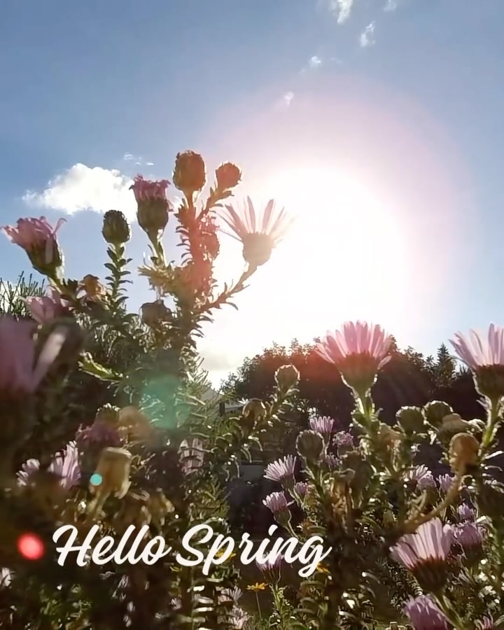 The Science & Spirit of Renewal 🌿☀️✨
The Spring Equinox is a powerful threshold—where science and spirituality meet in perfect balance. As day and night find equal footing, our bodies and minds sense this shift, inviting us to awaken, expand, and realign.
From a somatic perspective, this is a time to shake off stagnation, activate the nervous system, and embrace movement that supports growth and renewal. Spiritually, it’s an invitation to plant new seeds—whether in practice, mindset, or intention.
Let this season be one of embodiment, expansion, and deeper connection.
#SpringEquinox #ScienceAndSpirituality #SomaticAwareness #BalanceAndGrowth #EnergeticAlignment #MoveWithTheSeasons #YogaOfTheBodyAndMind #SohamStudio #SpringAwakening #EmbodiedExpansion