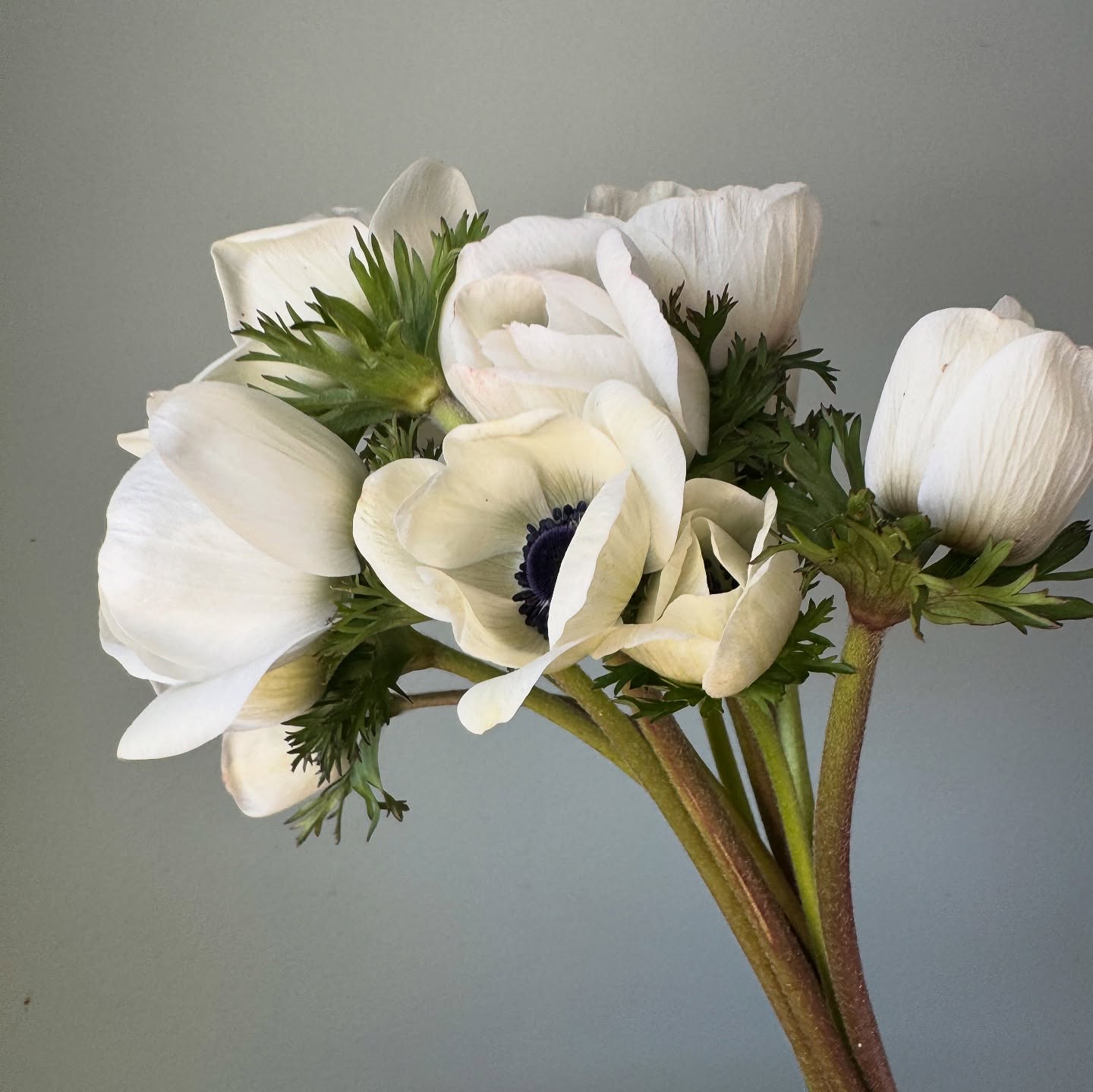 There may be 6 inches of snow on the ground outside, but in the tunnel we’ve got beautiful blooming anemones.
We are sold out for this week, but we’ve finally opened our online shop, and you can order these beauties for next week!
Some stems are still on the shorter side (so they’re discounted 🎉) but these work just great for shorter arrangements and bouquets.
Head over to the website to snag some! (Link in profile.)
#makeutahbloom #springflowers #utahweddingflowers #utahflowerfarm #firstblooms #provogrown #provo