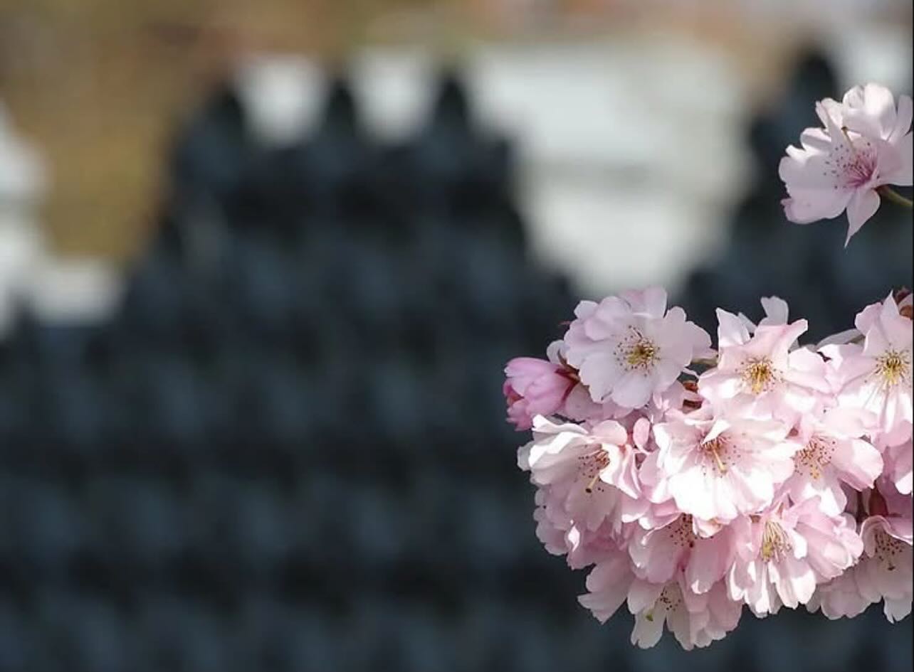 🎉 Le jardin rouvre prochainement ses portes ! 🎉
Le mardi 1er avril 2025, nous rouvrirons nos portes au public à partir de 10h. Après une période de fermeture annuelle, ce lieu emblématique est prêt à accueillir de nouveau les visiteurs pour une saison riche en événements et en découvertes.
Évènements à Venir
🪴10 et 11 mai 2025 : Fête des Plantes
Horaires : 10h00 - 18h30
Venez célébrer la nature et découvrir une multitude de plantes variées. Des ateliers et des conseils de jardinage seront proposés pour tous les amoureux du jardinage.
🎋 6 juillet 2025 : Journée Guinguette
Horaires : 10h00 - 22h00
Une journée festive et conviviale vous attend avec des animations musicales, des jeux traditionnels et des stands de restauration pour ravir petits et grands.
🎆 13 juillet 2025 : Feu d’Artifice
Célébrez la Fête Nationale avec un spectacle pyrotechnique époustouflant.
🪴13 et 14 septembre 2025 : Fête des Plantes
Horaires : 10h00 - 18h30
Une nouvelle édition de la Fête des Plantes pour profiter des derniers beaux jours de l’été et préparer votre jardin pour l’automne.
🎃 19 octobre 2025 : Halloween Party
Horaires : 14h00 - 18h30
Frissons garantis avec des activités spéciales pour Halloween
Ne manquez pas ces rendez-vous incontournables au Jardin des Traces d’Uckange. Que vous soyez passionné de jardinage, amateur de fêtes traditionnelles ou simplement à la recherche d’un moment de détente en plein air, il y en aura pour tous les goûts !