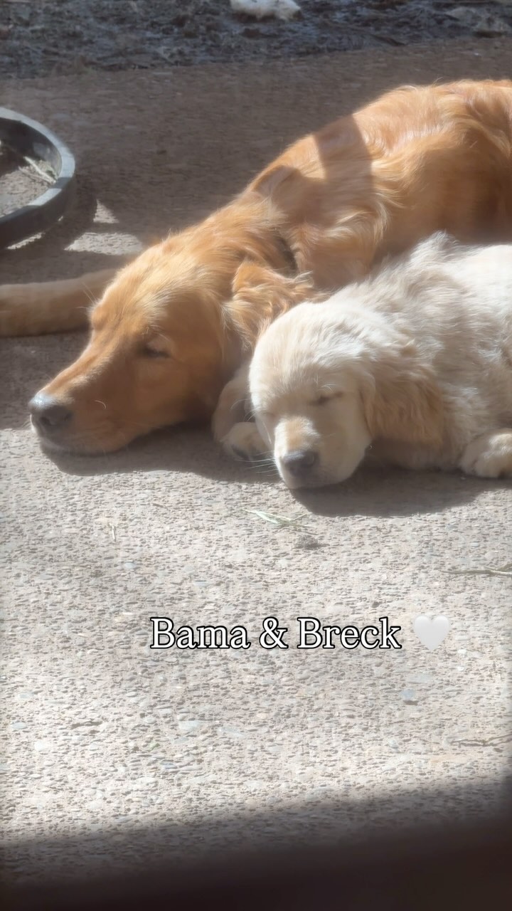 Update: Breck has found his new family!Breck is ready to join his new family as a started puppy!
A started puppy means he’s already begun his training, and it’ll be an easy transition into his new home. Breck has been introduced to basic commands, potty training, and manners. He’s well-socialized, playful, and eager to learn. This sweet golden retriever is ready to bring love and joy to his forever family. DM for more details!