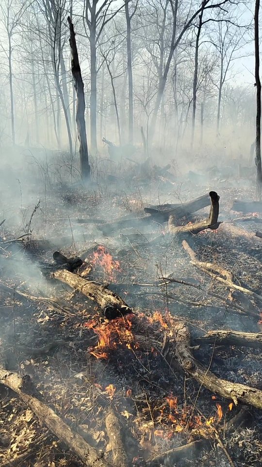 Ecological restoration with fire in the oak hickory woodlands. #asmr #chicago #biodiversity