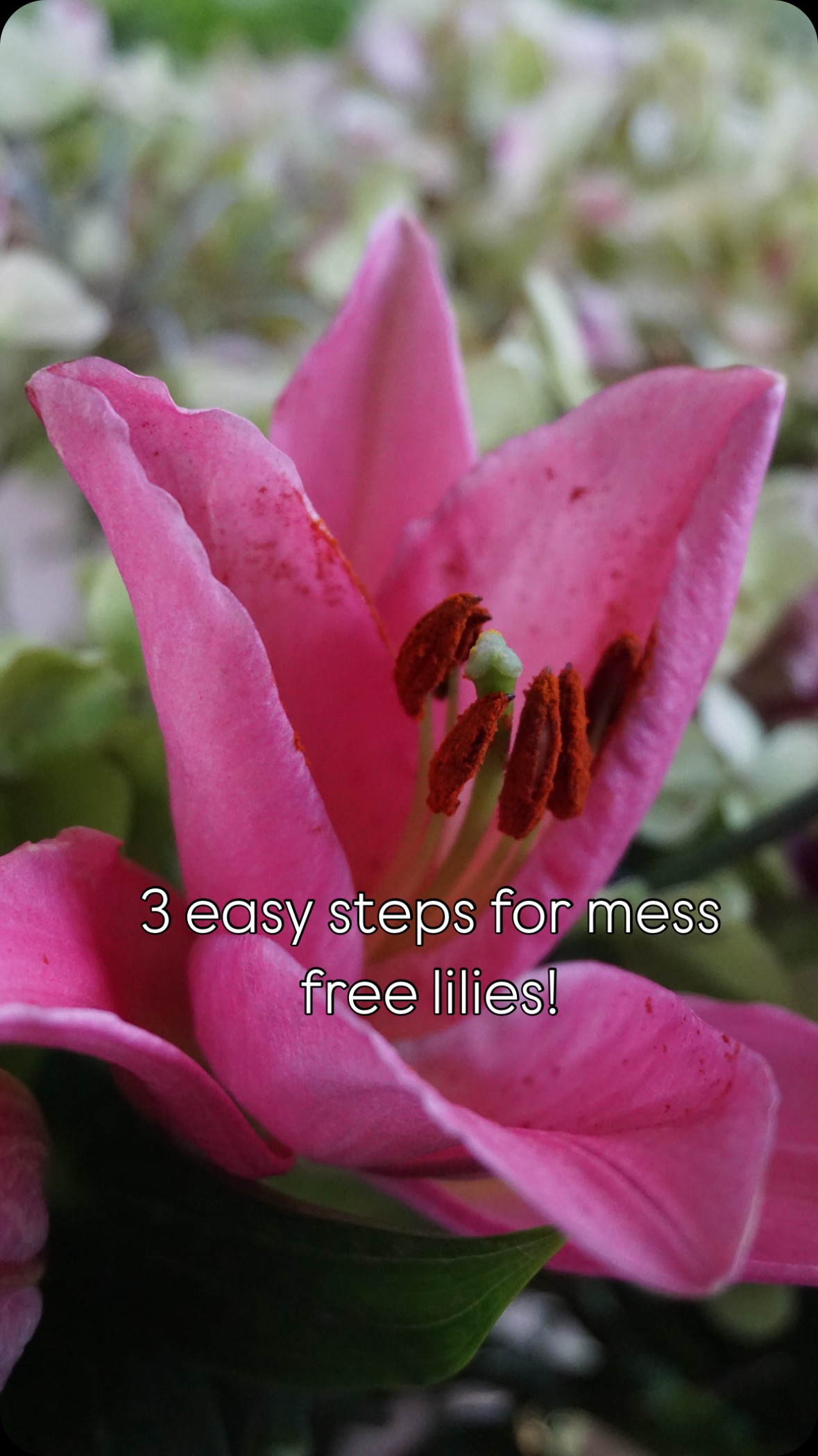 Love getting lilies but don’t love the stains?
Watch this reel to make your experience mess-free and we promise you’ll love lilies even more! 🌸
#floraltipsandtricks #floralhacks #flowertips #lilies #pollenfree #pollenintolerant #flowers #reeloftheday #trendingnow #explorepage