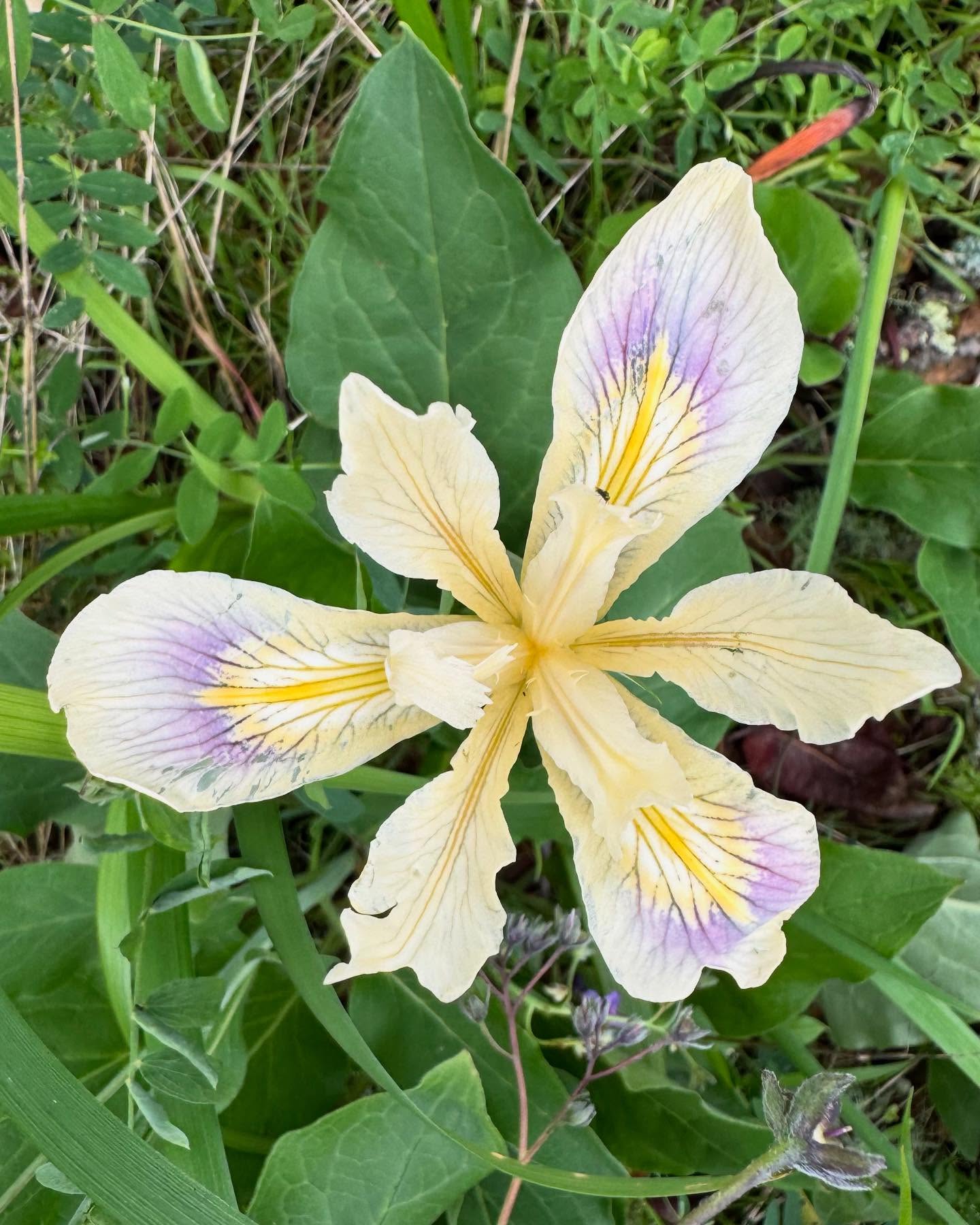 The wildflowers are coming up and it’s so beautiful! Here’s a few spotted on my hike yesterday afternoon.