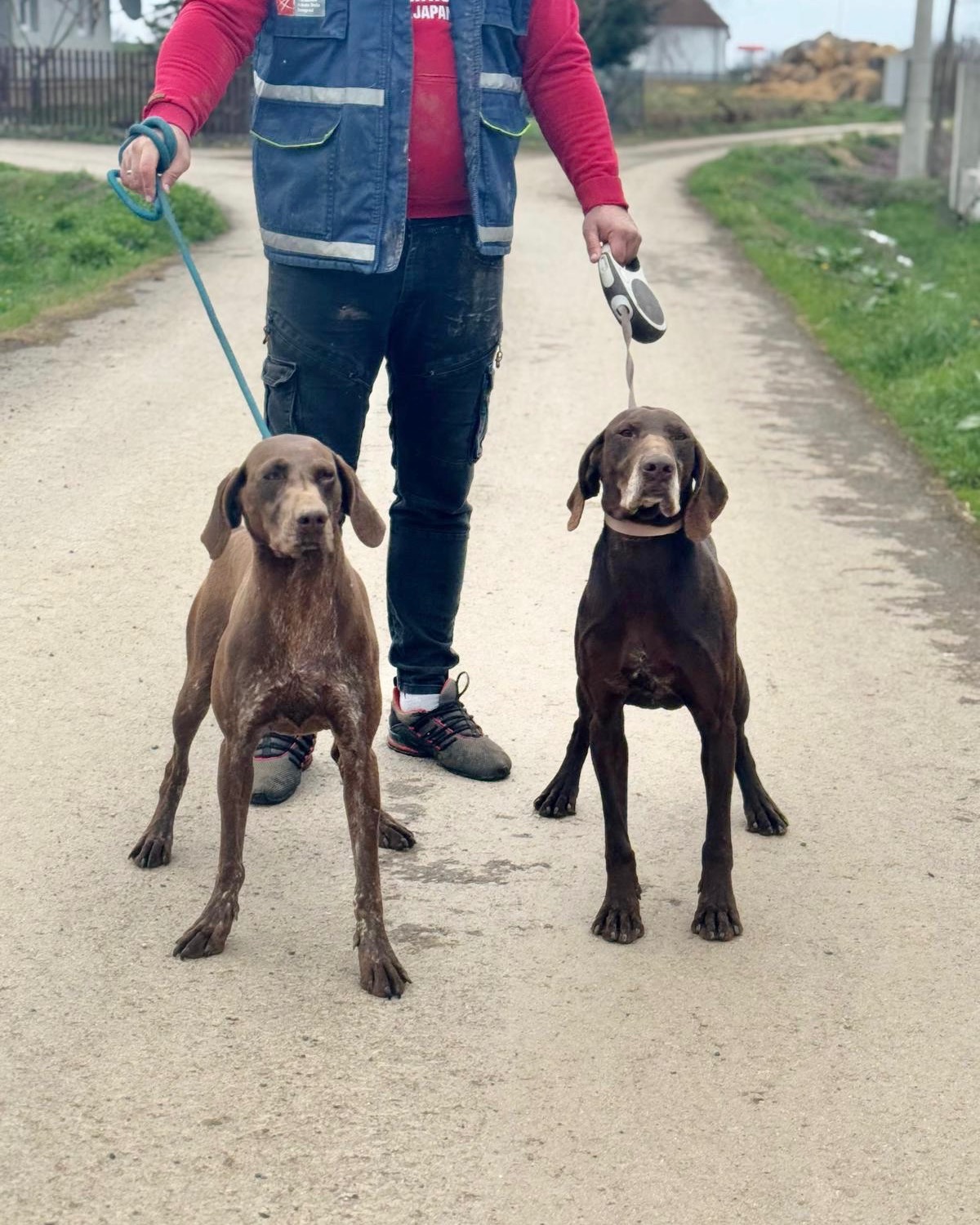 Last weekend Sam and Lizzy went for a walk with Ivana and het husband. If you want to support us, you can do so
via the website:
https://www.gsprescuehr.com/donate
Via bank:
Bank account number: NL28 ABNA 0120 6554 46 Swift: ABNANL2
In the name of: Stichting GSP Rescue HR
Via Paypal
PayPal: gsprescuehr@gmail.com
#dontshopadopt#gspoftheday #gspcommunity#germanshorthairedpointerlovers #germanshorthairedpointerlovers #pointerlovers #gspcommunity #pointerlove #germanshorthairedpointer #birddog #pointersofinstagram #gsprescue #gspworld #gsp #gsplife #gsploverig #gsplovers #gspsofinstagram #gspuniverse @lydia_lidach #rescuedog #rescuedogsofinstagram #rescuedismyfavoritebreed#deutschkurzhaar