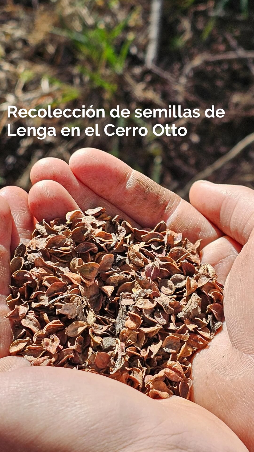 De la semilla al plantín que será bosque 🌱🧡 El viernes pasado fuimos al Cerro Otto a juntar semillas de lenga que serán producidas en el @viveroforestalmallin. Fuimos junto a @conicetpatagonianorte @econproductivo_rionegro @intabariloche y @jovenesporbariloche y voluntarios que sumaron. GRACIAS 🌱🧡