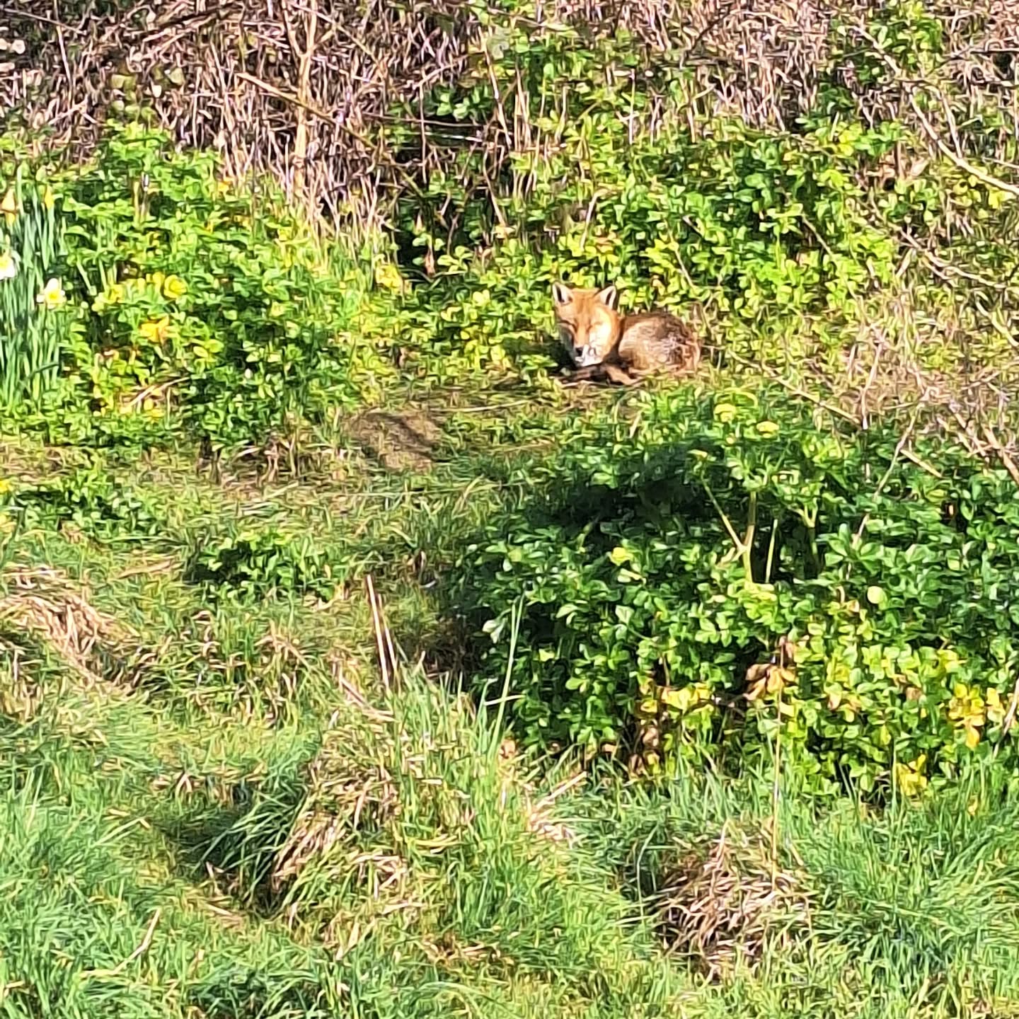 Quote of the week-
Child: You Smell.
Me: (uh oh!) What do I smell of?
Child: You smell of the wild.
Hooray 💚🌳🔥🙌💚
#natureconection #outofthemouthsofkids