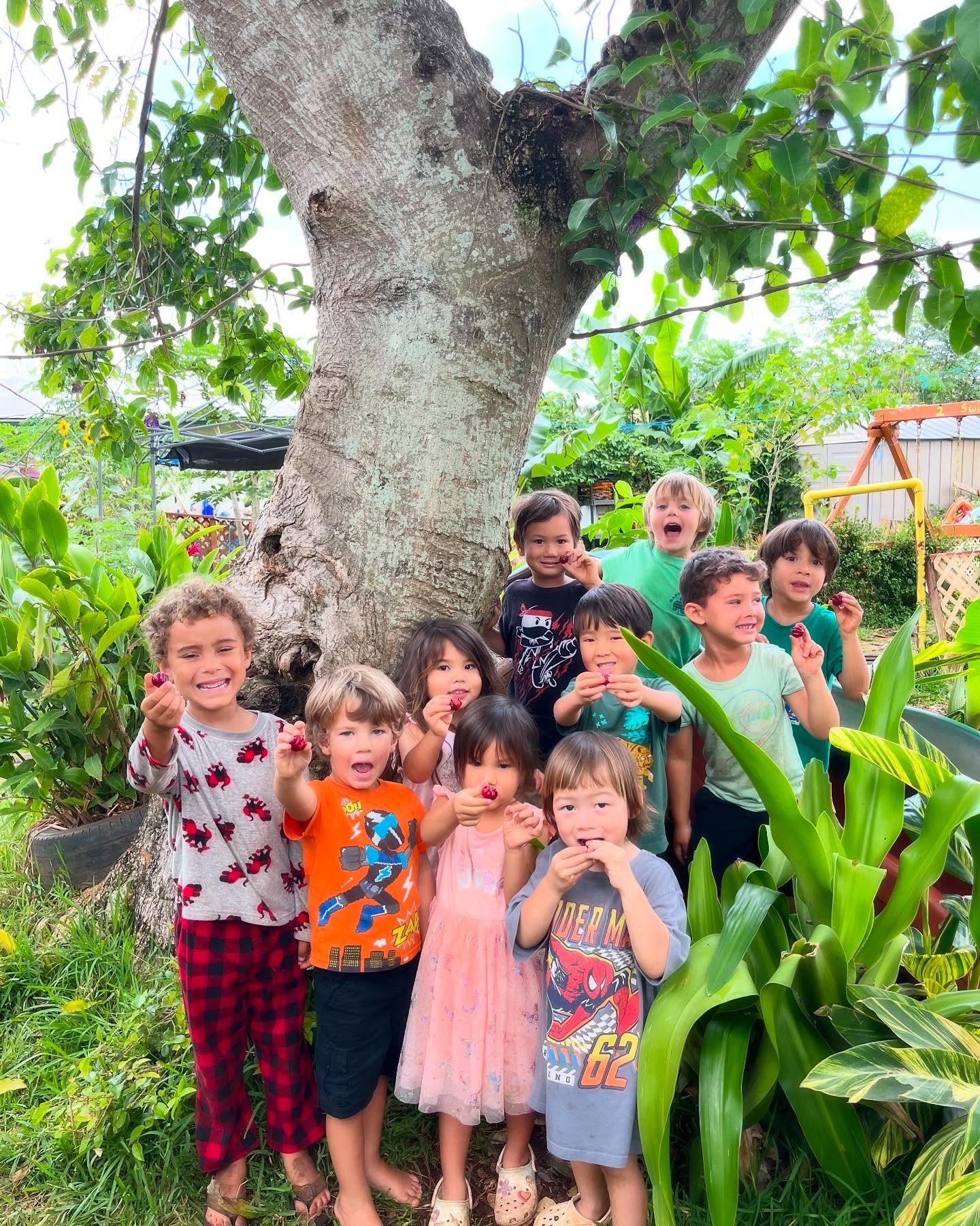 Harvesting happiness! 🍒✨ There’s nothing better than picking fresh fruit straight from the tree and sharing it with friends. Learning where our food comes from connects us to the land, each other, and the joy of nature’s gifts. 🌿💛
#KaHanaPono #GrowingTogether #NaturePlay #Keiki #NorthShore #Preschool #Childcare #Ohana #Haleiwa #Waialua #Wahiawa #Sunset #SunsetBeach #Kahuku