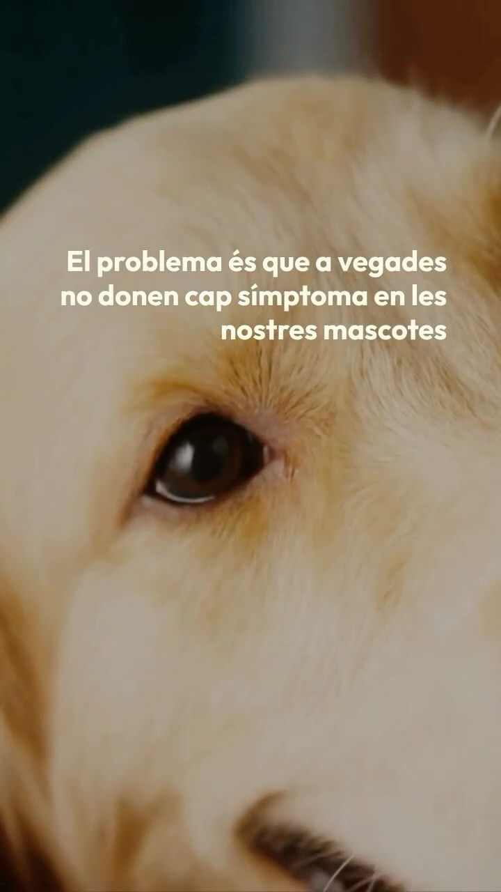 🐶🐱 Paràsits intestinals: Un risc per a tots 🦠🧍🏾🧍🏻♀️🐾
Els paràsits intestinals són organismes que afecten el sistema digestiu dels gossos i gats, comprometent la seva salut i benestar. Entre els més comuns trobem nematodes (Toxocara spp., Ancylostoma spp.), cestodes (Dipylidium caninum, Echinococcus spp.) i protozous (Giardia spp., Cystoisospora spp., Toxoplasma gondii).
📌 Com afecten les nostres mascotes?
La infestació parasitària pot causar:
✔ Diarrea, vòmits i dolor abdominal.
✔ Pèrdua de pes i desnutrició.
✔ Anèmia i debilitament del sistema immunològic.
✔ En casos greus, obstrucció intestinal.
⚠ Per què és un problema per als humans?
Algunes espècies parasitàries tenen potencial zoonòtic, és a dir, poden transmetre’s a les persones. Entre les més importants trobem:
🔸 Toxocariasi: Causada per larves de Toxocara canis i Toxocara cati, que poden migrar a òrgans vitals en humans, especialment en infants, afectant el fetge, els pulmons, els ulls i el sistema nerviós.
🔸 Equinococosi: Provocada per Echinococcus spp., pot generar quists en òrgans com el fetge i els pulmons, causant problemes greus de salut.
🔸 Toxoplasmosi: Provocada per Toxoplasma gondii, un protozou que es pot transmetre a través de la ingesta d’aliments contaminats o contacte amb excrements de gats infectats. És especialment perillosa per a dones embarassades i persones immunodeprimides, ja que pot provocar avortaments, malformacions congènites i problemes neurològics.
🔸 Giardiasi: Causada per Giardia spp., pot transmetre's per aigua o aliments contaminats, provocant diarrea crònica tant en animals com en humans.
🛡 Com prevenir aquestes infeccions?
🔹 Desparasitació periòdica segons el protocol veterinari.
🔹 Higiene estricta: recollir els excrements de la teva mascota i rentar-se bé les mans.
🔹 Evitar que ingereixin excrements o restes d'animals infectats.
🔹 Control de puces, ja que poden ser vectors d’alguns paràsits (com Dipylidium caninum).
🔹 Manipulació segura d’aliments i aigua potable per prevenir infeccions.
👉🏼Per més informació sobre una pauta de desparasitació adequada no dubtis en contactar-nos📞 938731585 #clínicaveterinariabestiari 💙