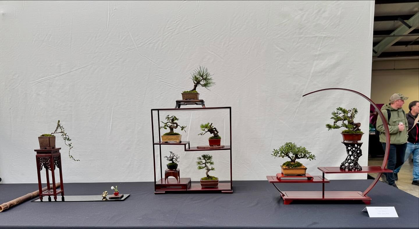 Well done to everyone involved with #bonsaifest . What a great event for all of us and a special mention to our society members who were able to display their trees today. #bonsaifest #bonsai #mamebonsai #olivebonsai