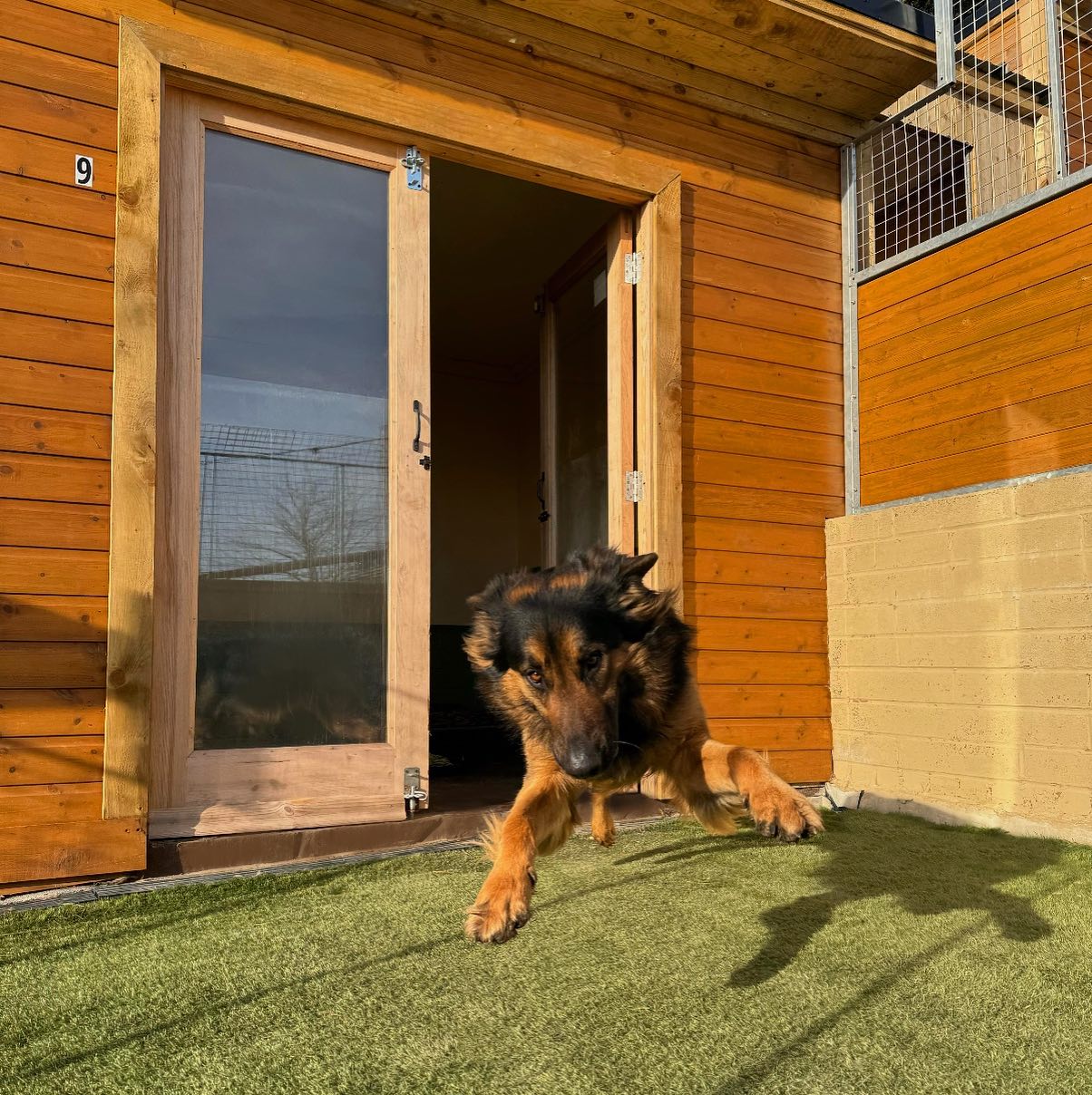 Catch me if you can! 🐕💨
#flyingdoggo #jumpforjoy #germanshepherdlove #funnydogs #dogboarding #dogboardingbusiness #dogsholiday #jumpingdog