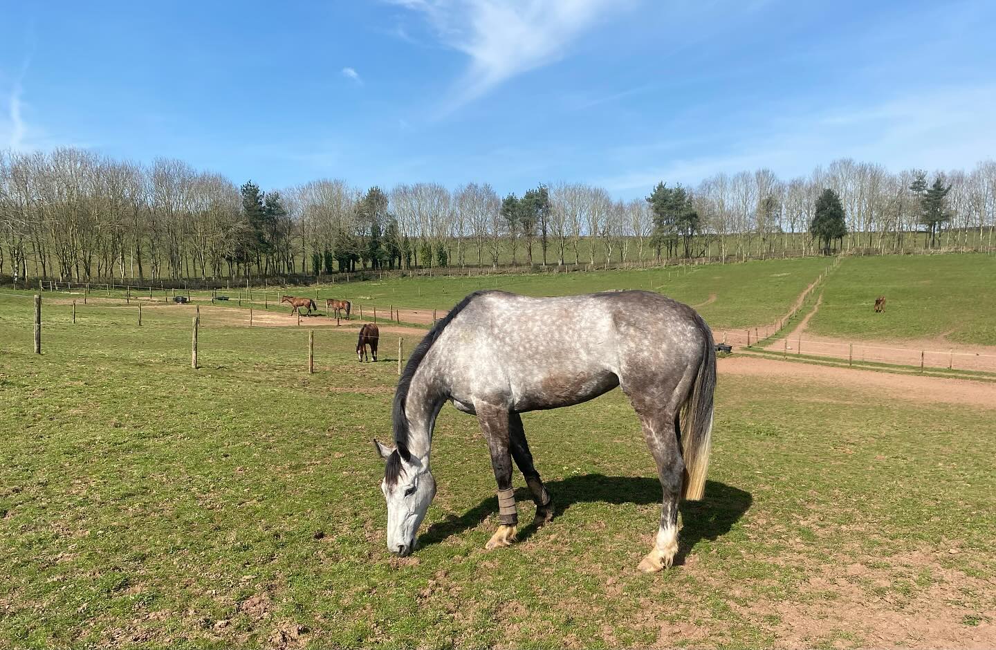 ❤️Naked Thursday❤️ #sunsout #herefordshire #dasoncourt #teamsymonds #thomassymondsracing #spring2025 #redmillshorsefeeds #gundoggin