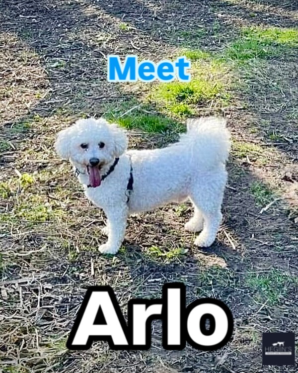 🐾 Meet Arlo! 🐩
Sadly, Arlo lost his best friend and sister, Jess, recently and because of it, he’s been so down in the dumps and not eating properly. Arlo visited us last week and we’re delighted to learn that Arlo is doing a lot better - Arlo’s person left this review:
“He misses Jess, but after running around Hegiin’s Dog Paddocks, he ate more than he had all week! Obviously, he needed his favourite play place to run off some steam. It was great seeing him having fun.”
Drop a like for Arlo! 🤍🤍🤍
#dogstory #lovedogs #doggylove