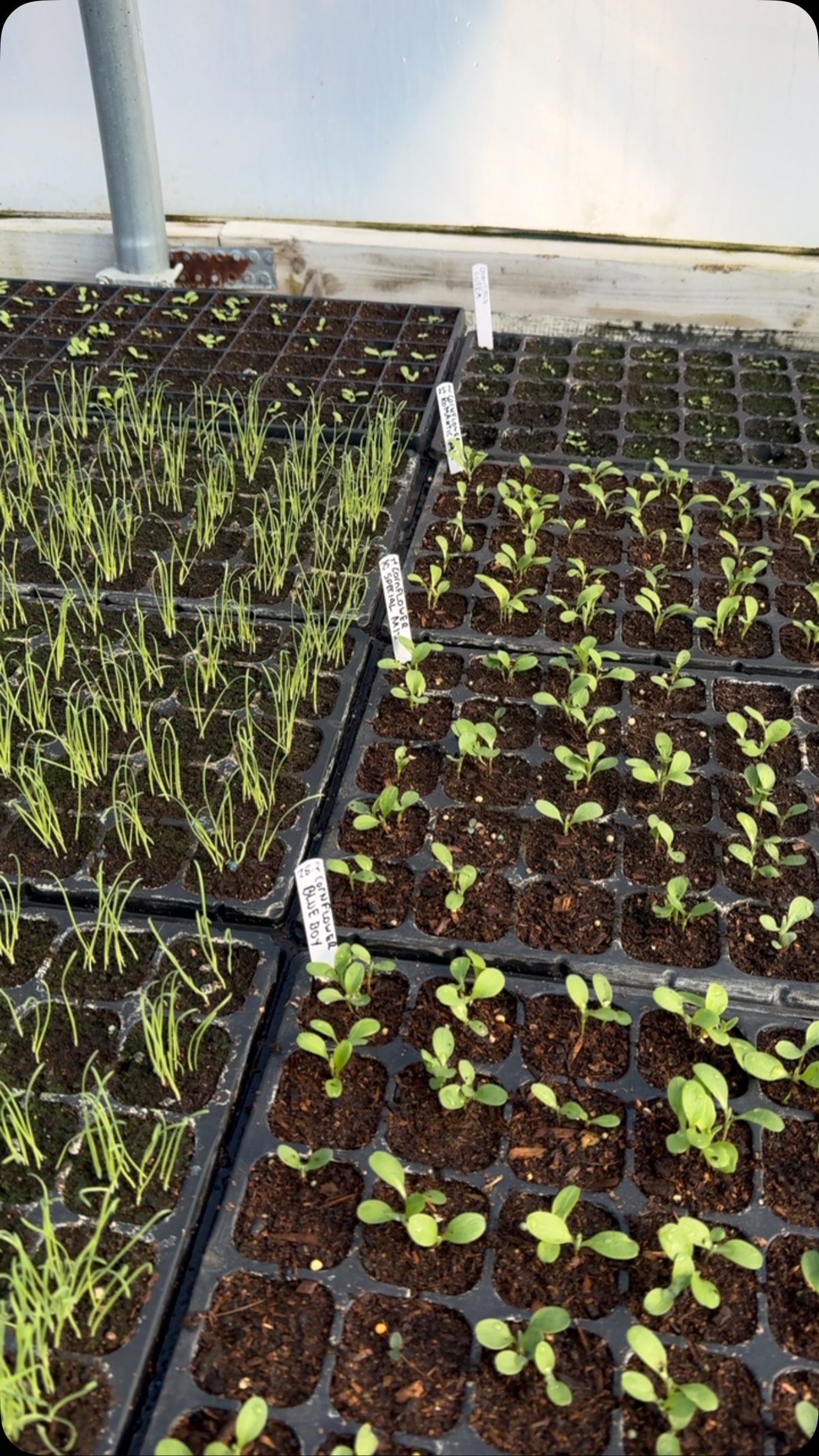 Tunnel propagation is going great! Germination rates have been very good this year too which is a bonus. We are now in the peak of sowing! 🌱 - Jack x
#blackshed #flowerfarm #flowerfarmer #flowers #localflowers #cutflowers #grownnotflown #farmerflorist #slowflowers #flowersofinstagram #flowerfarming #freshflowers #seedsowing #locallygrown #cutflowerfarm #seasonalflowers #flower #seeds #flowerstagram #flowerfarmerflorist #flowerphotography #fieldtovase #smallbusiness #flowergarden #womenwhofarm #garden #shoplocal #flowerpower #weddingflowers #florist