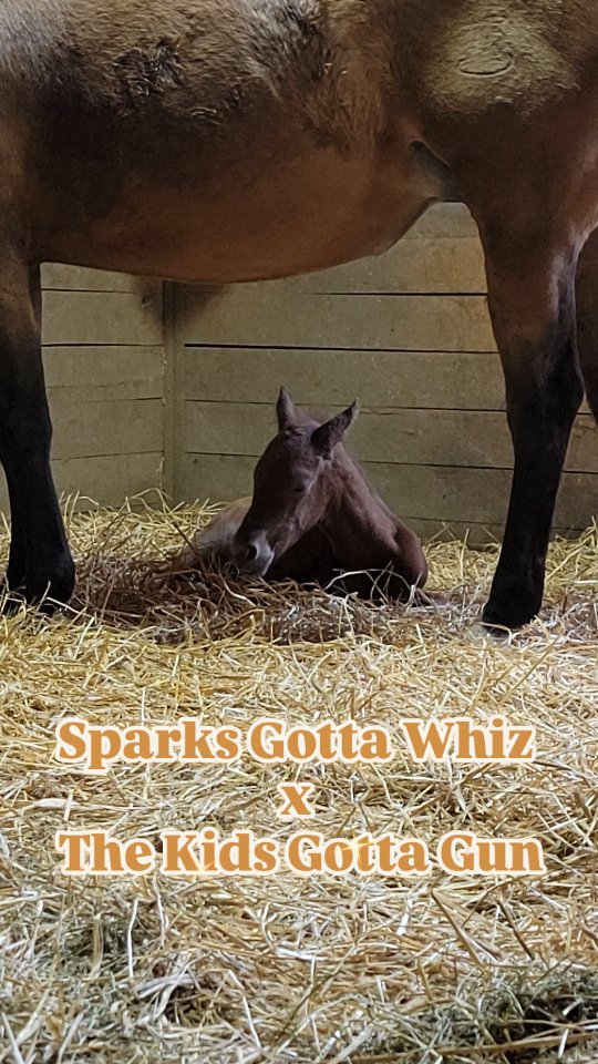 Baby #4 of 2025 made his big entrance this morning! A colt by Sparks Gotta Whiz x @thekidsgottagun
@santahillranchbreedingbarn
#nrha #NRHAReining #reining #reininglife #foal #foals #foalsof2025 #foalwatch #horselovers #horsebreeding #aqha #stallion #foalsofinstagram