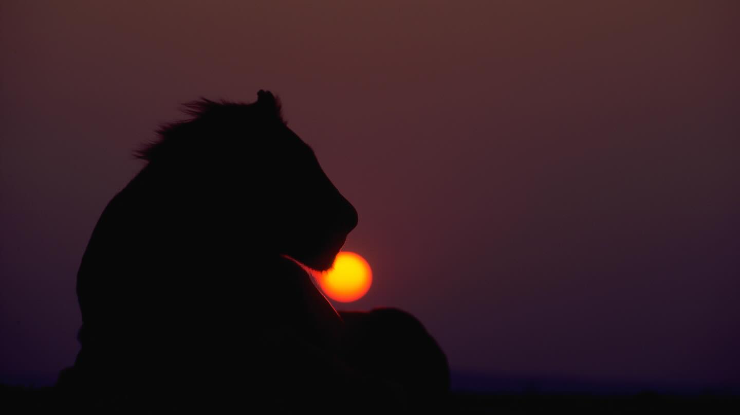 These are some of my all time favourite lion photographs that I took 33 years ago!!🤷🏼 Anyone wish to suggest what I took them with, settings, technique, etc? They once earned me a great compliment from a fellow photographer - ‘You can tell if it’s a Paul Funston photograph’. I will forever treasure those words👍🏼♥