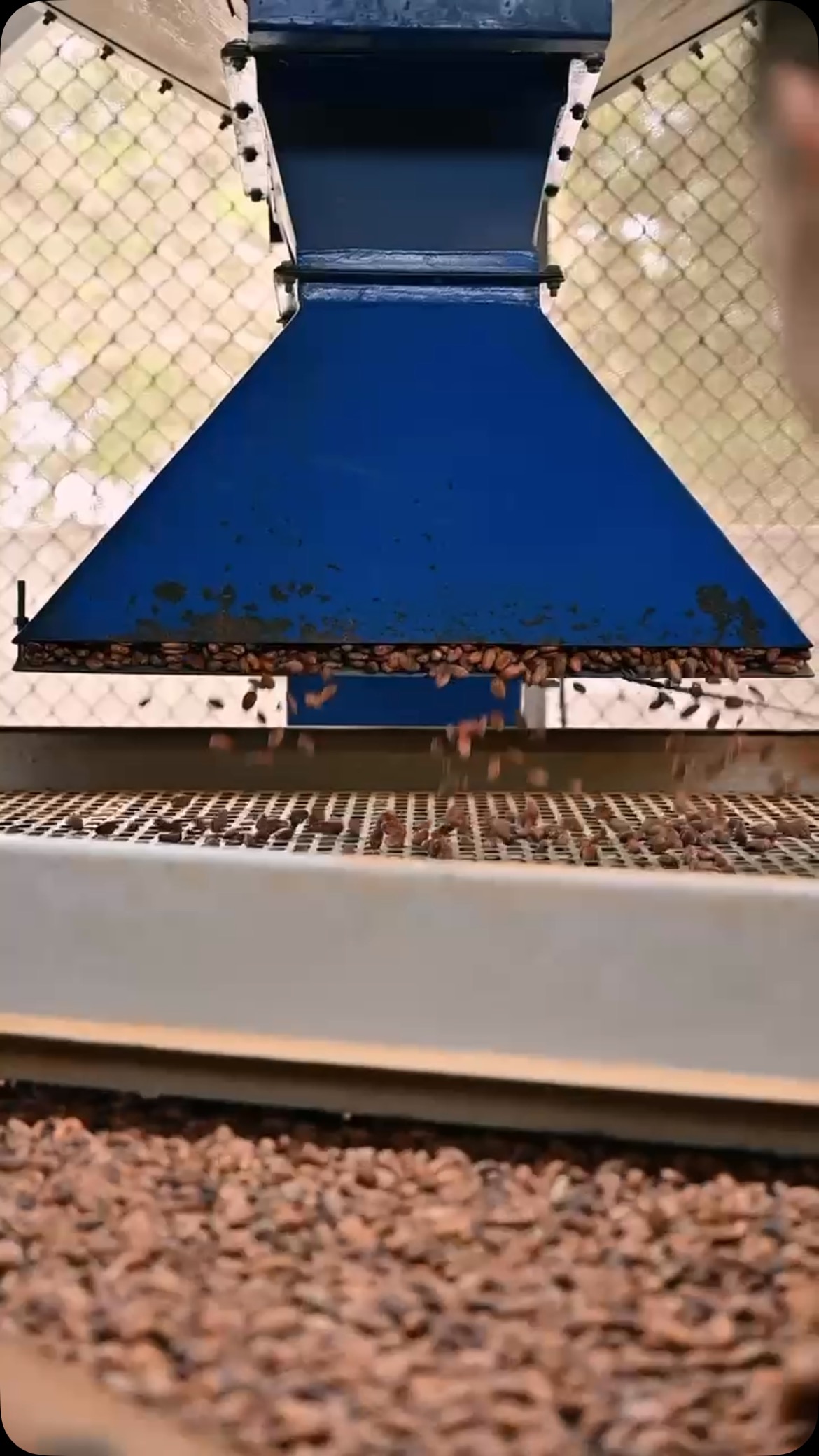 Quality is everywhere.✅👀🍫🌱
Each batch of our cacao is carefully sorted to ensure only the finest beans move forward — because great cacao begins with great selection.
#haciendapalosanto #cacaobeans #qualityfirst #cacaoselection #ecuadorcacao #nibscacao #cacaomass