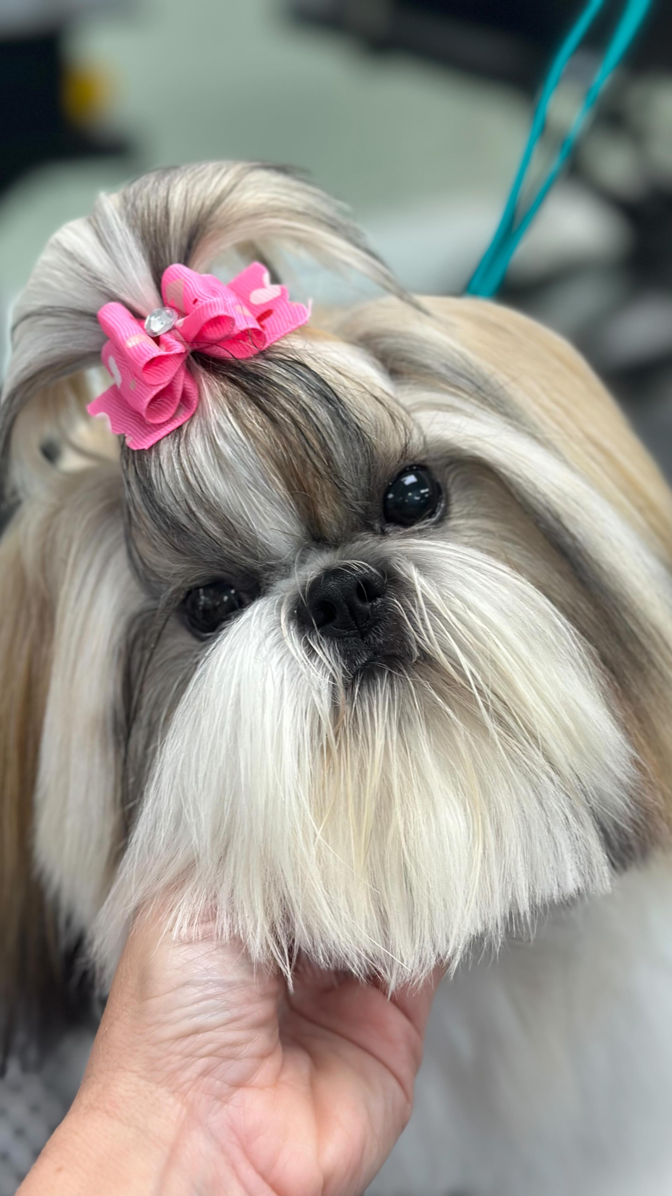 The many faces of City Pooch! 😎 Keeping busy and loving every minute of it! We hope everyone is having a great week 🤩 #brickell #keybiscayne #miami #coralgables #coconutgrove #citypoochpetgrooming #citypooch #citypoochlife #dogsofinstagram