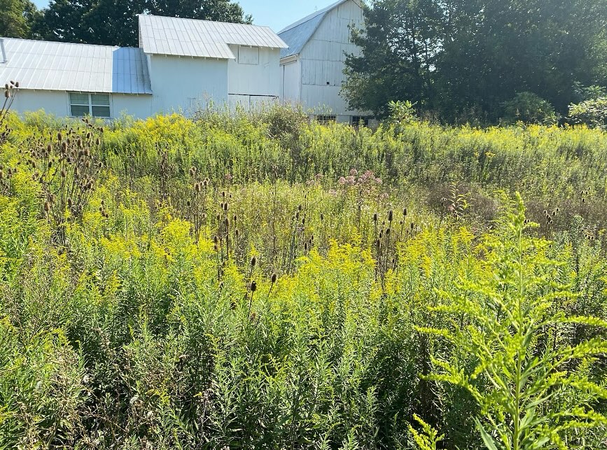 Today marks the spring equinox, and we hope everyone’s having a good first day of spring! Get ready for blooming flowers, longer days, and returning wildlife. You may see more migratory birds, frogs, salamanders, and insects like bees and swallowtail butterflies. Although the spring season is great for gardening, don’t forget to wait a few more weeks until there’s a solid rise in temperature. Excited for growth and renewal!! 🌷