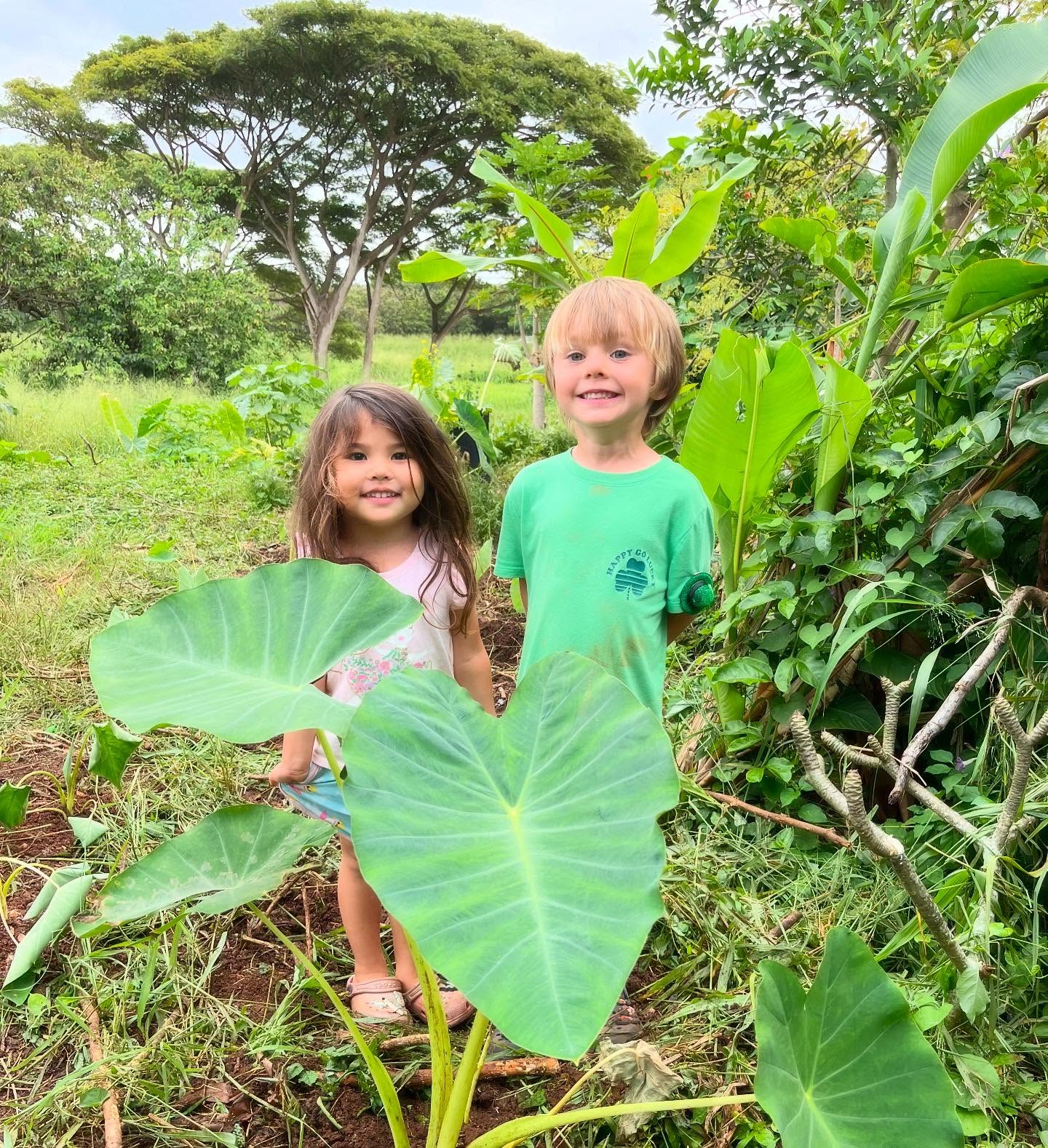 Growing alongside kalo 🌱💚 Our keiki learn that just like the taro plant, we are all connected—rooted in our past, thriving in the present, and growing for the future. Mahalo, nature, for your lessons in patience, care, and abundance! 🌿✨
#KaHanaPono #GrowingTogether #NaturePlay #Keiki #NorthShore #Preschool #Childcare #Ohana #Haleiwa #Waialua #Wahiawa #Sunset #SunsetBeach #Kahuku