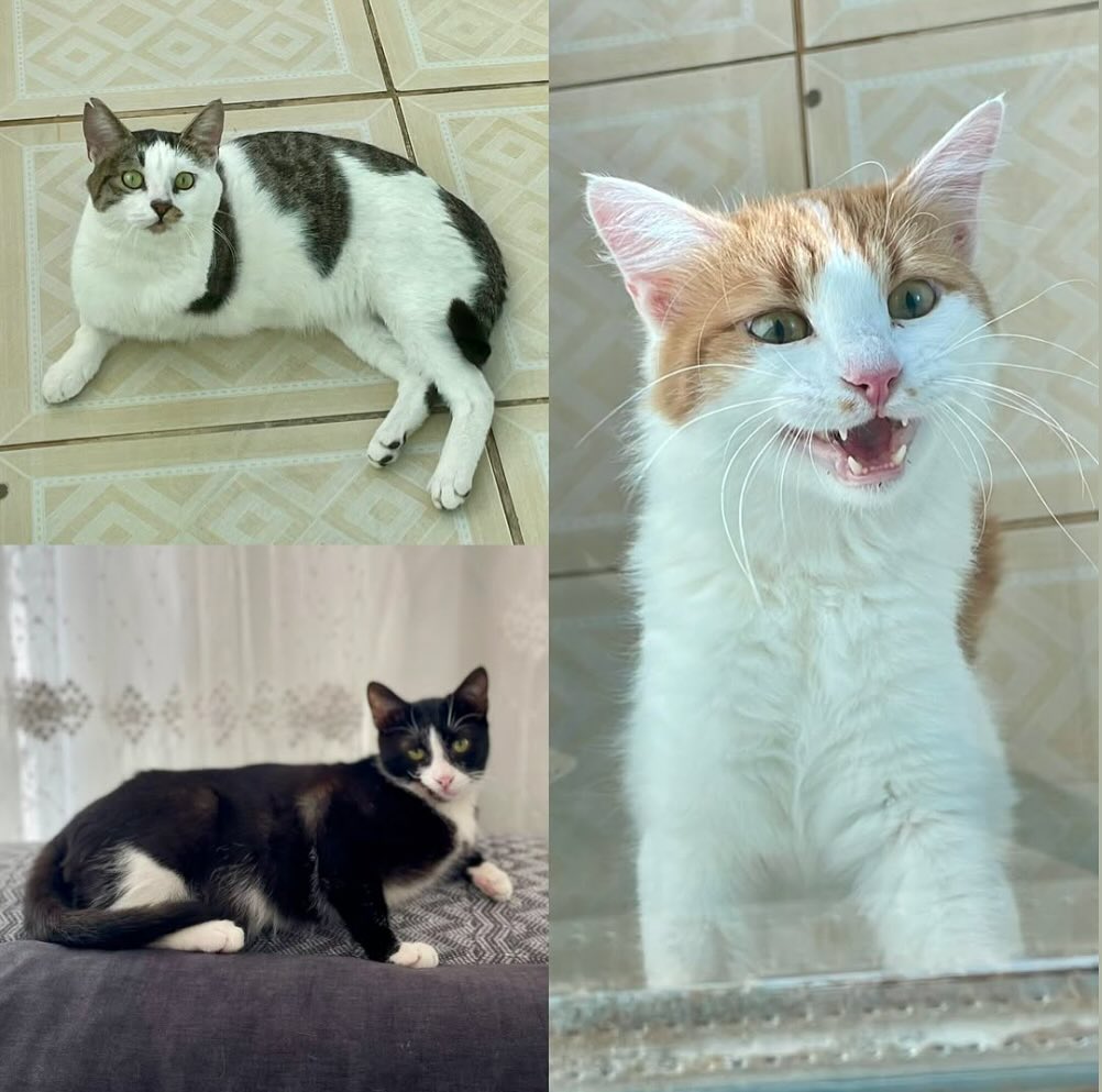 ISTANBUL TO SAN FRANCISCO FLIGHT VOLUNTEERS NEEDED ✈️
We are looking for flight volunteers traveling from Istanbul to San Francisco who can help escort rescue cats Grace, Nemo and Winston to their new homes.
We will handle all the required paperwork, and someone will meet you with the cats at Istanbul Airport to help with check-in. Upon landing in San Francisco, someone will be there to collect her from you at arrivals.
If you or someone you know is flying this route soon, please consider helping these cats on their journey. Your kindness can make all the difference!
.
.
.
.
.
#helpstreetcatsdogs #fligtvolunteer #flightvolunteerneeded #uçuşgönüllüsü #uçuşgönüllüsüaranıyor #sanfrancisco #i̇stanbul #tripodcats #sanfranciscoflight #istanbulflights #istanbulsanfrancisco #grace #nemo #winston #share